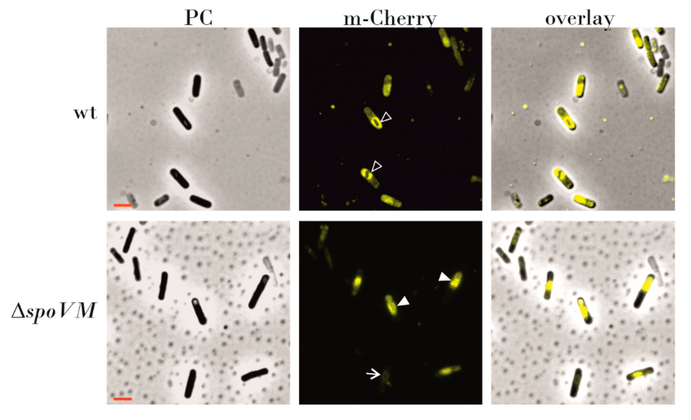 Microorganisms 09 00285 g005
