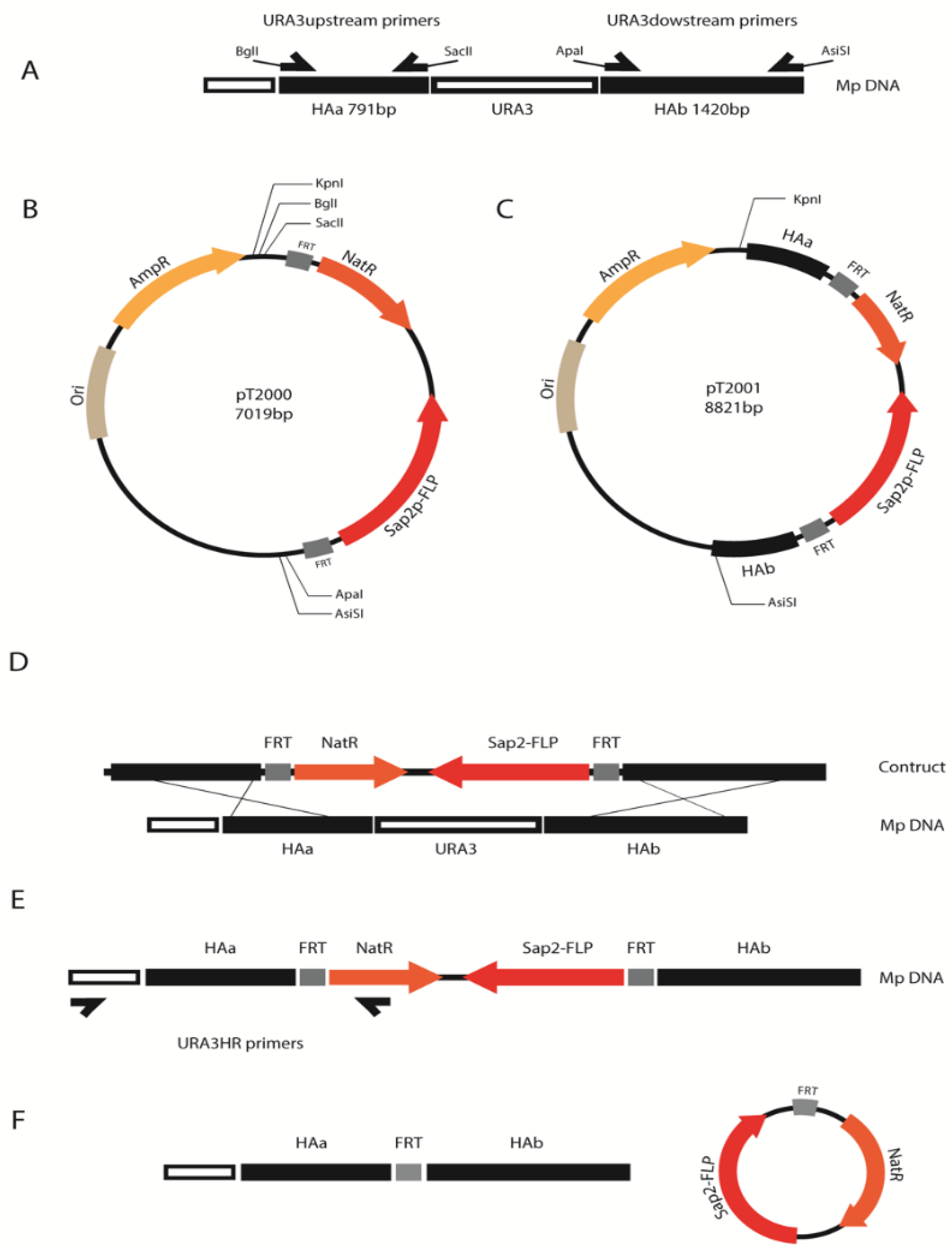 Microorganisms 09 00290 g001