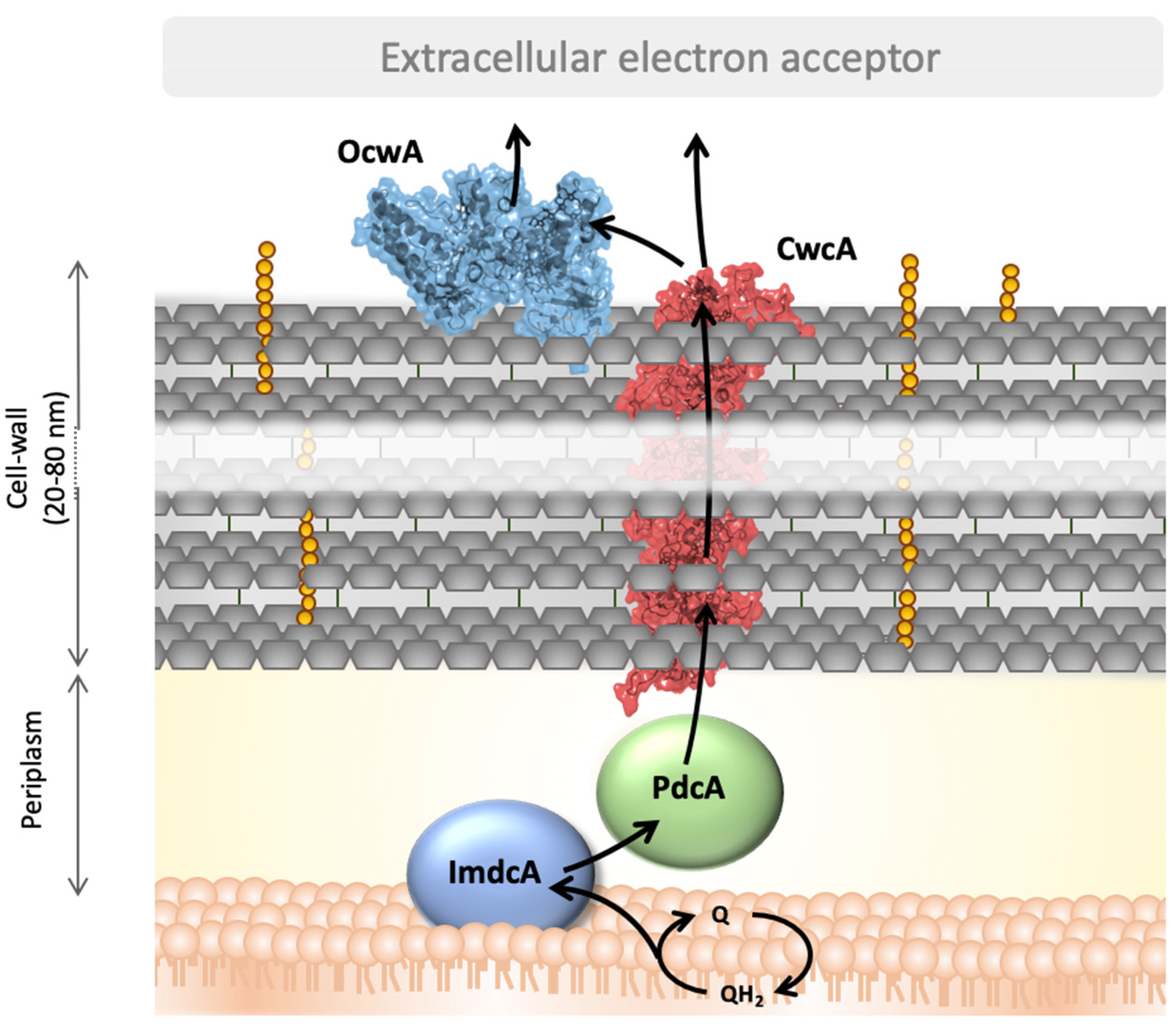 Microorganisms 09 00293 g004