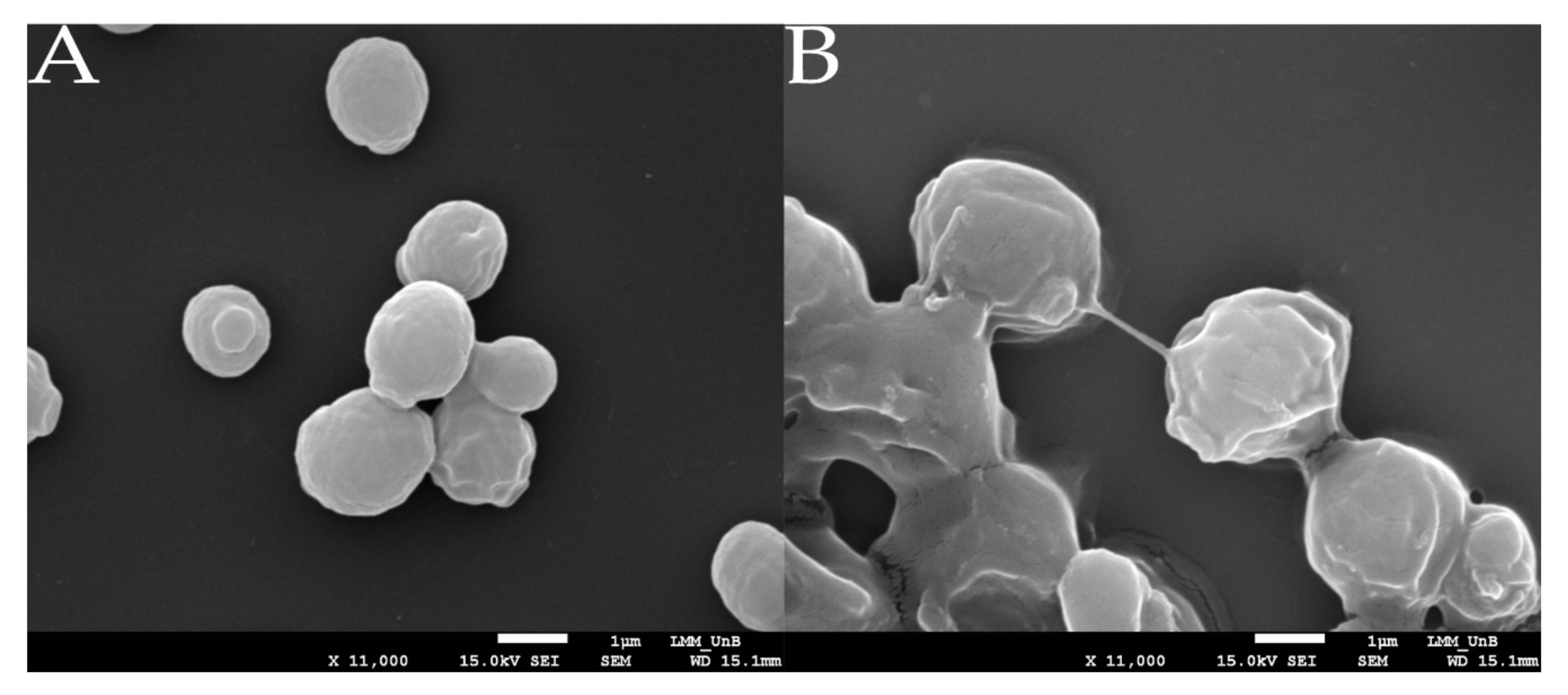 Microorganisms 09 00312 g005 Microorganisms 09 00312 g005