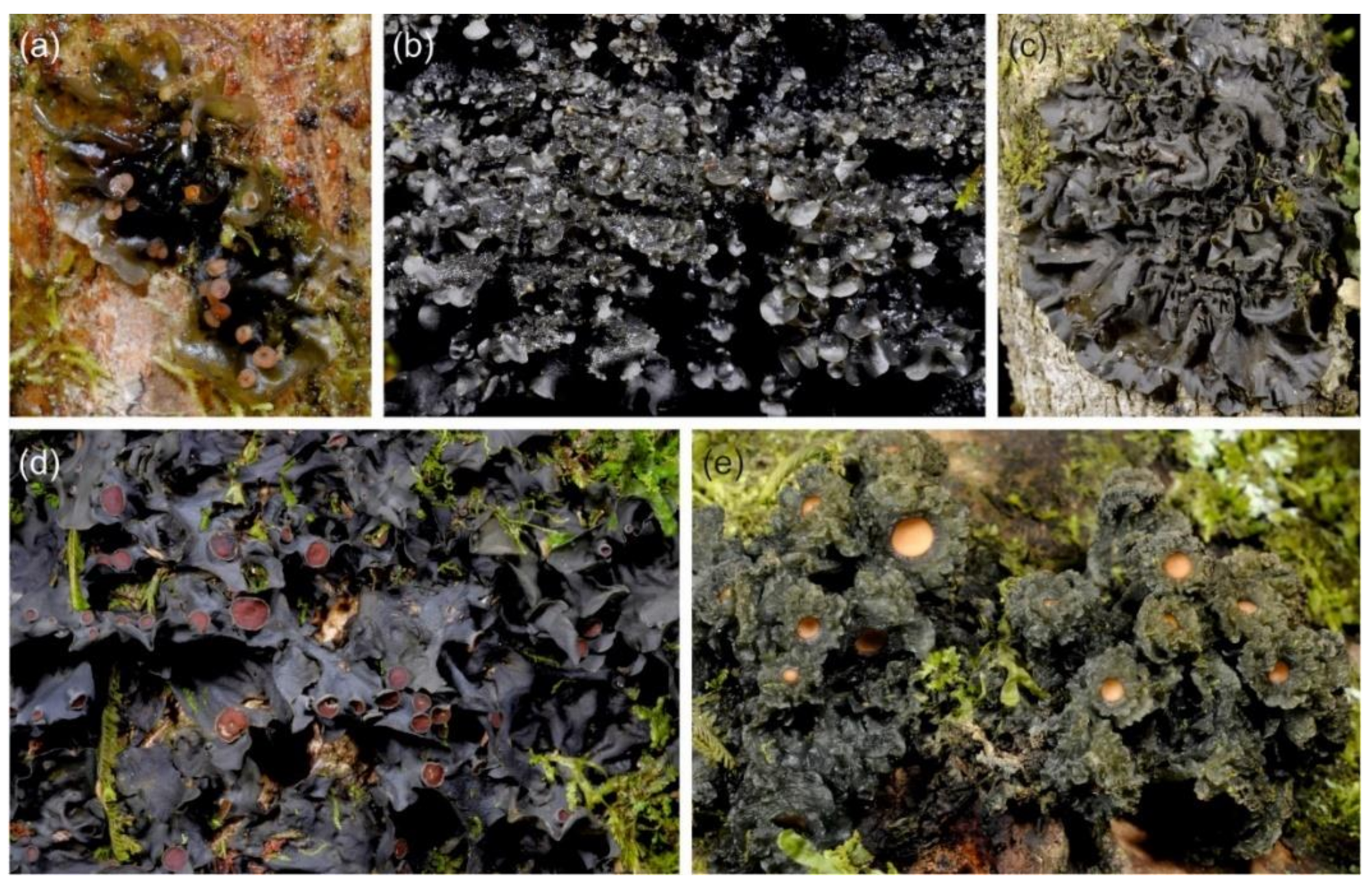 Microorganisms 09 00314 g001