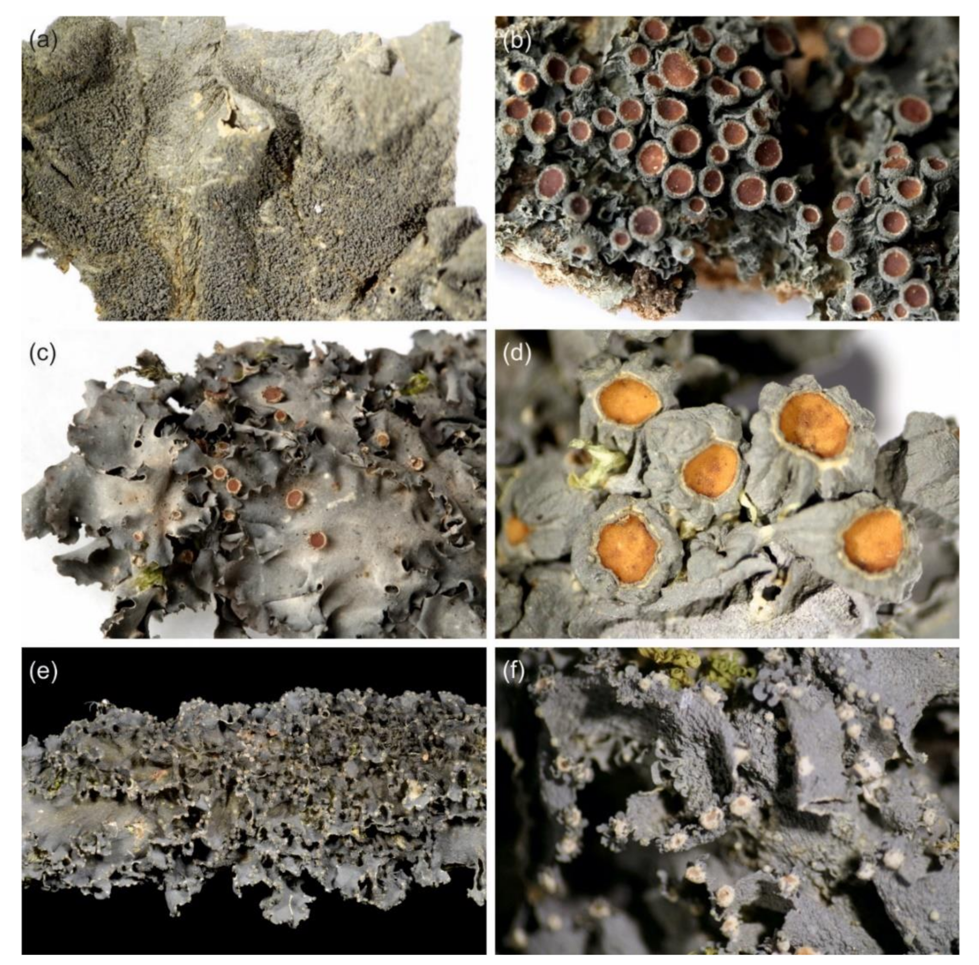 Microorganisms 09 00314 g009
