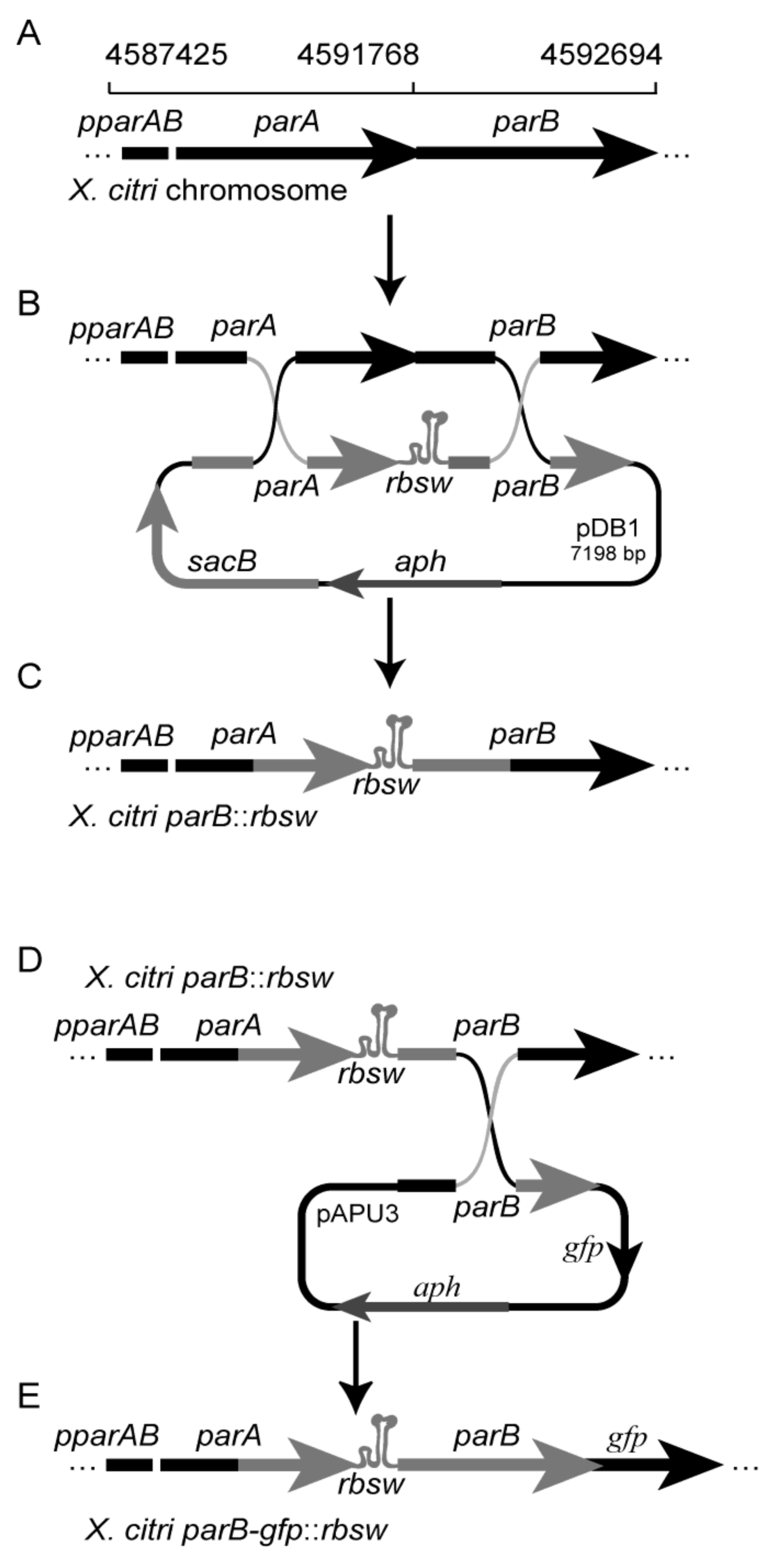 Microorganisms 09 00329 g002 Microorganisms 09 00329 g002