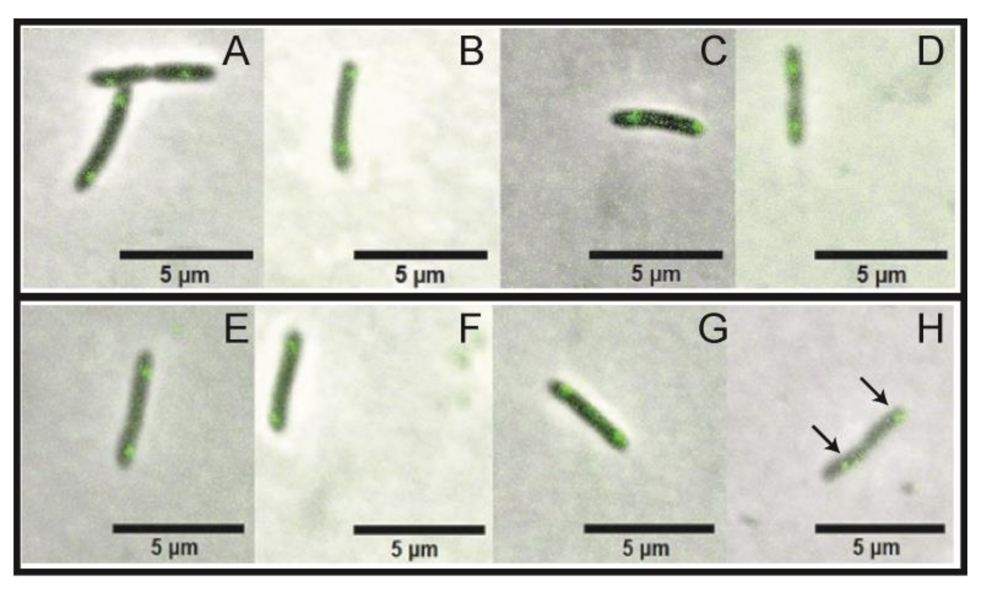 Microorganisms 09 00329 g006 Microorganisms 09 00329 g006