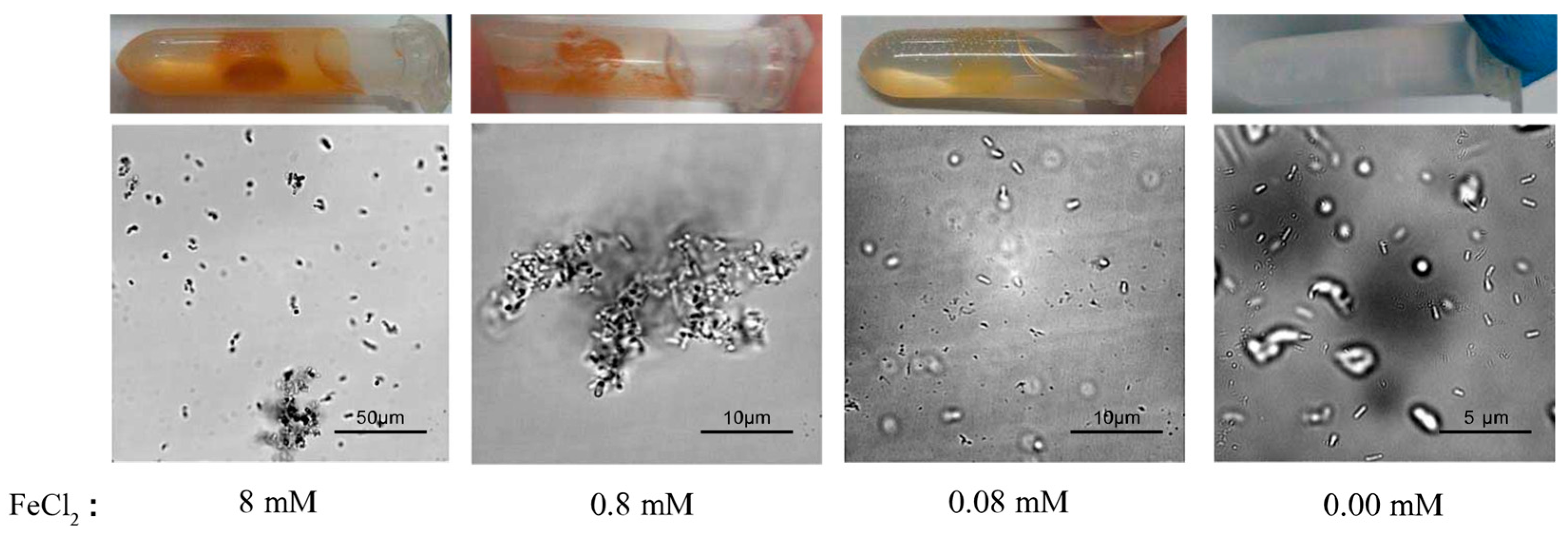 Microorganisms 09 00331 g003