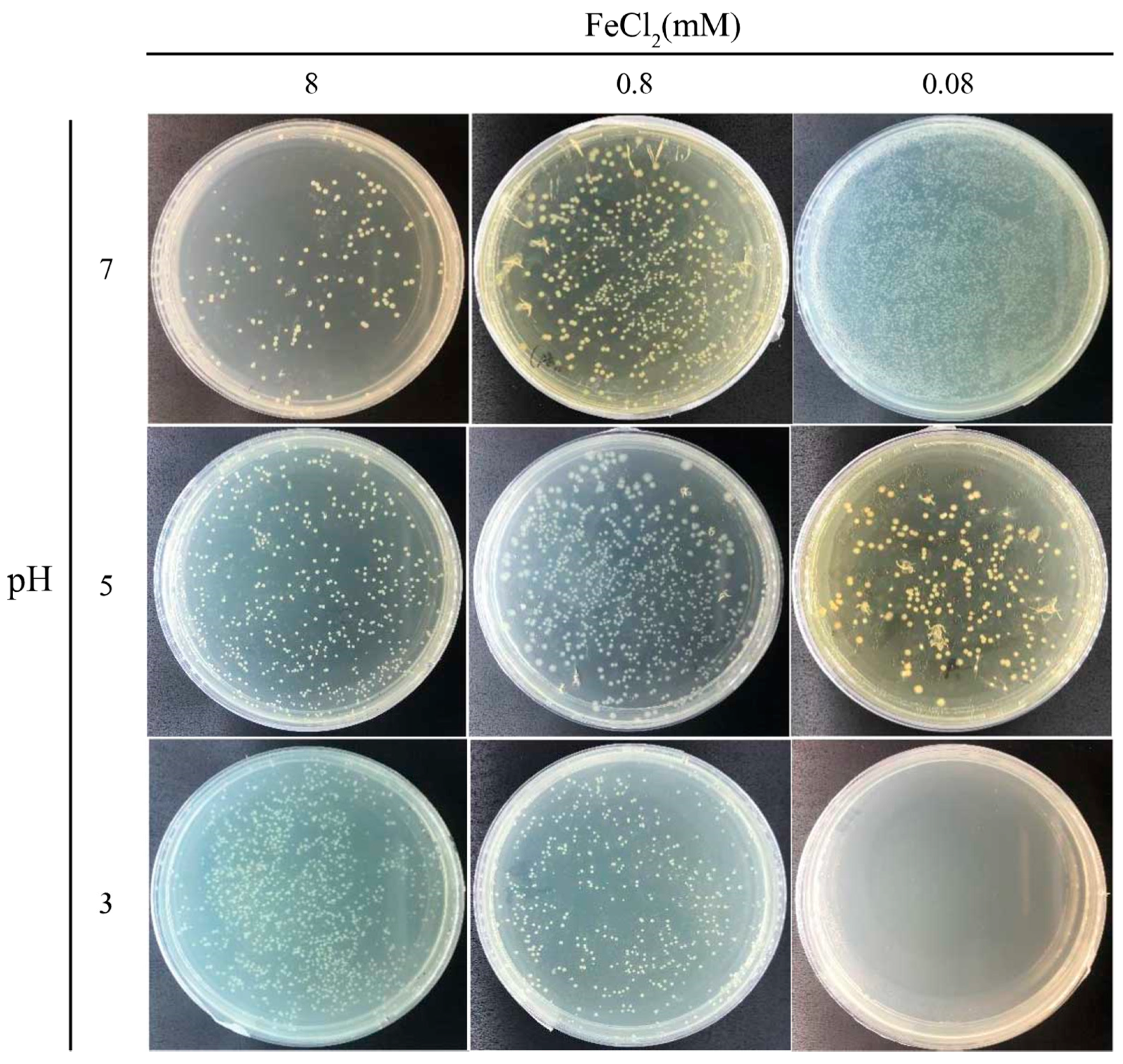 Microorganisms 09 00331 g005