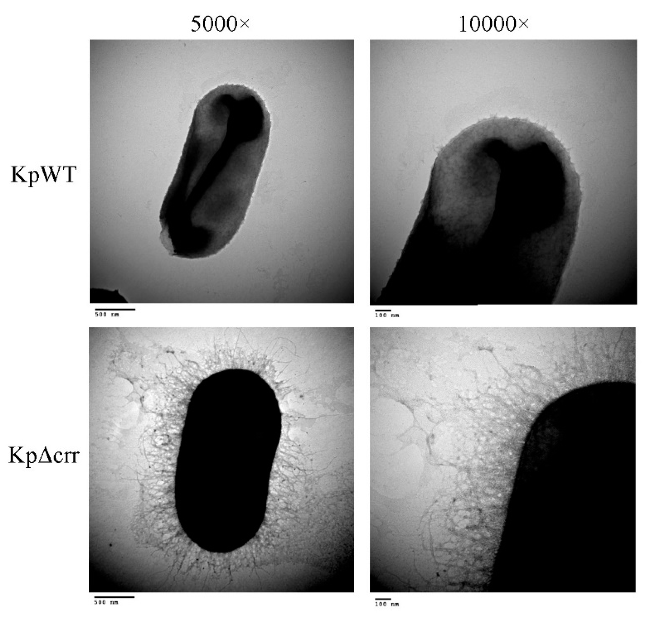 Microorganisms 09 00335 g001