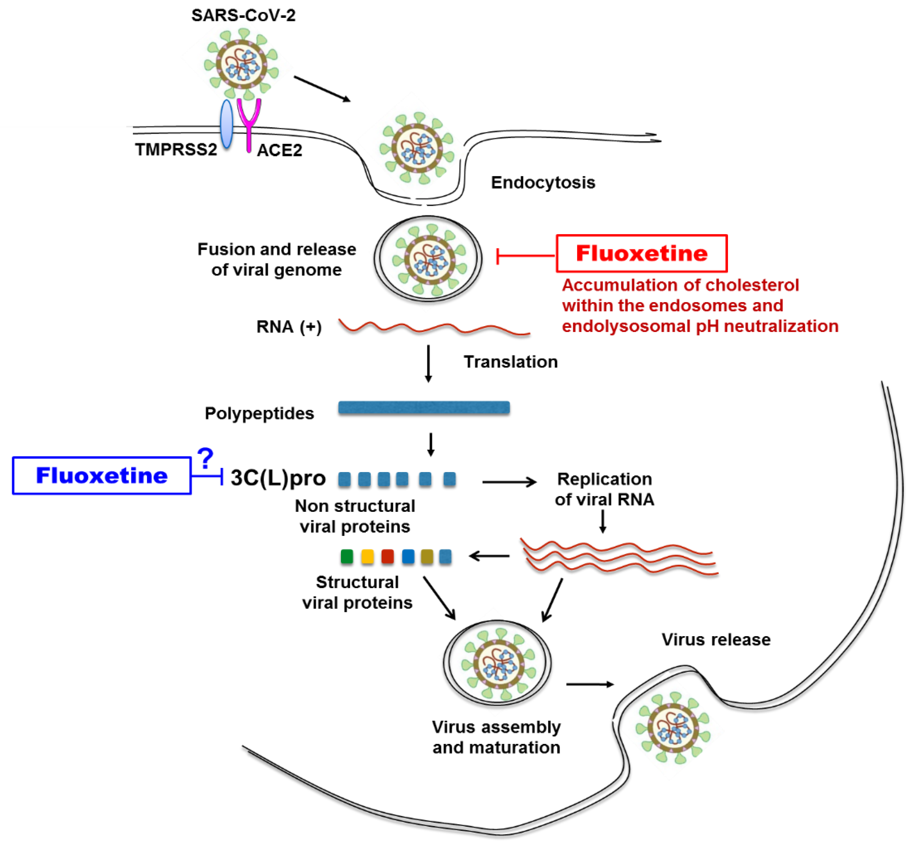 Microorganisms 09 00339 g004