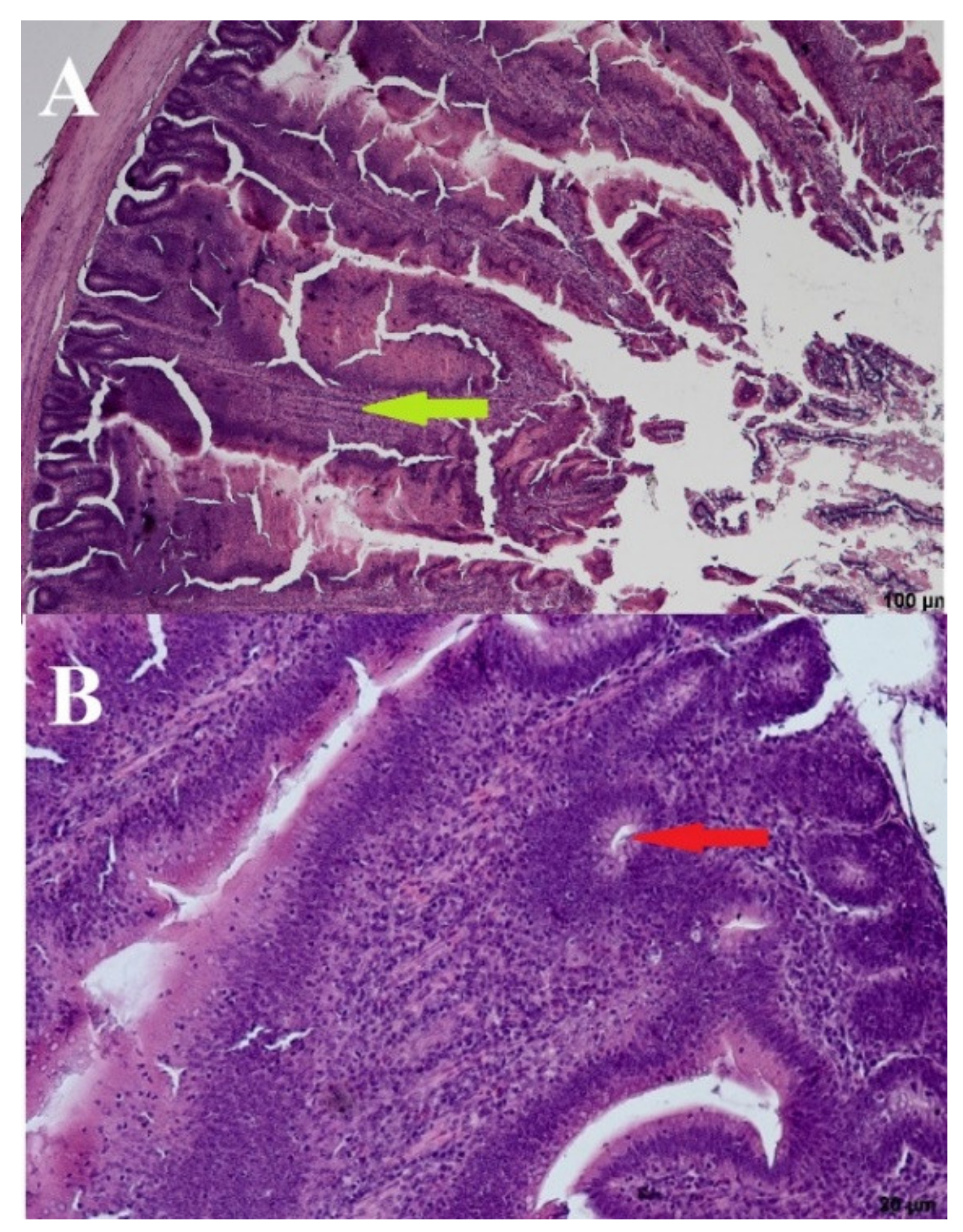 Microorganisms 09 00360 g004