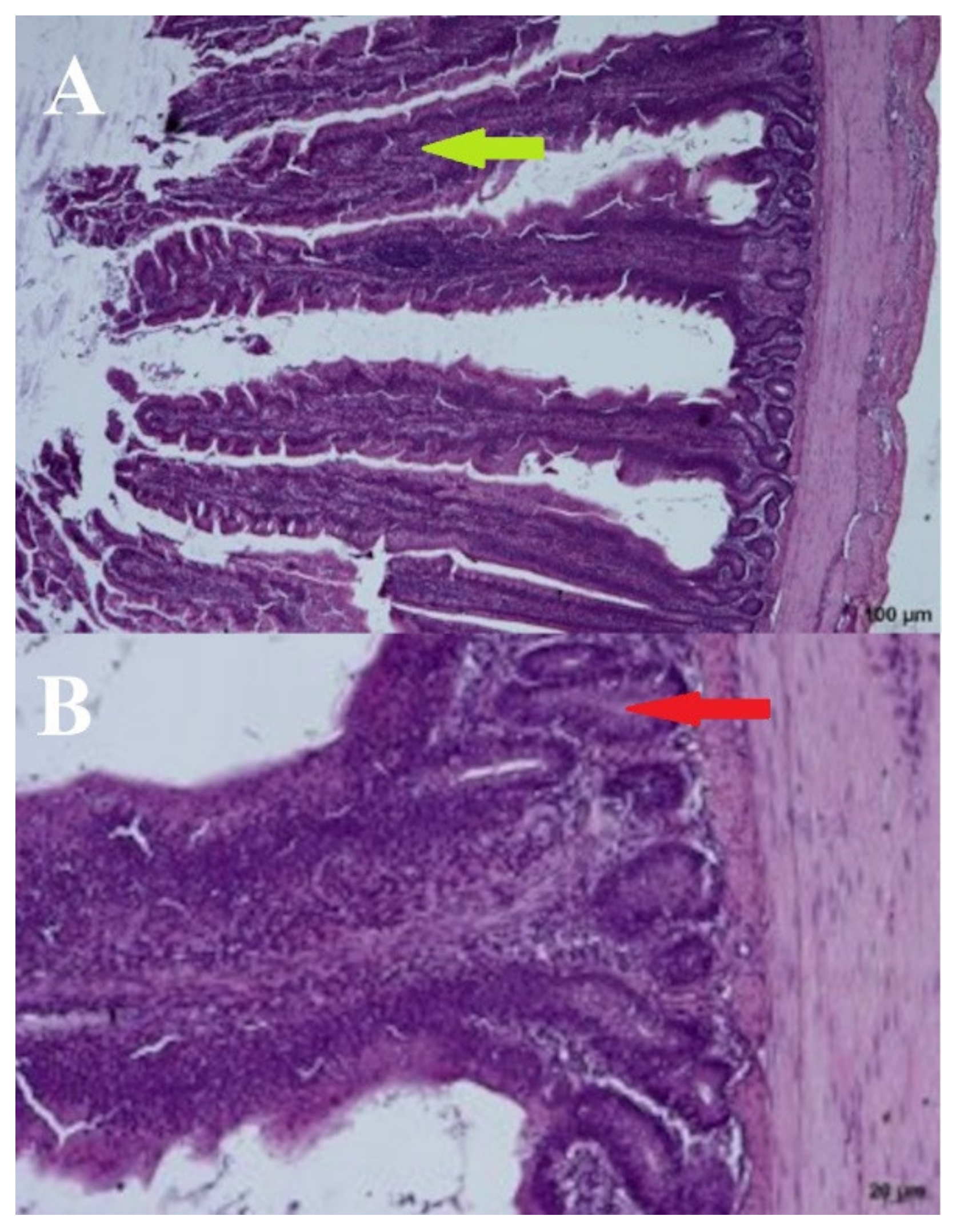 Microorganisms 09 00360 g005