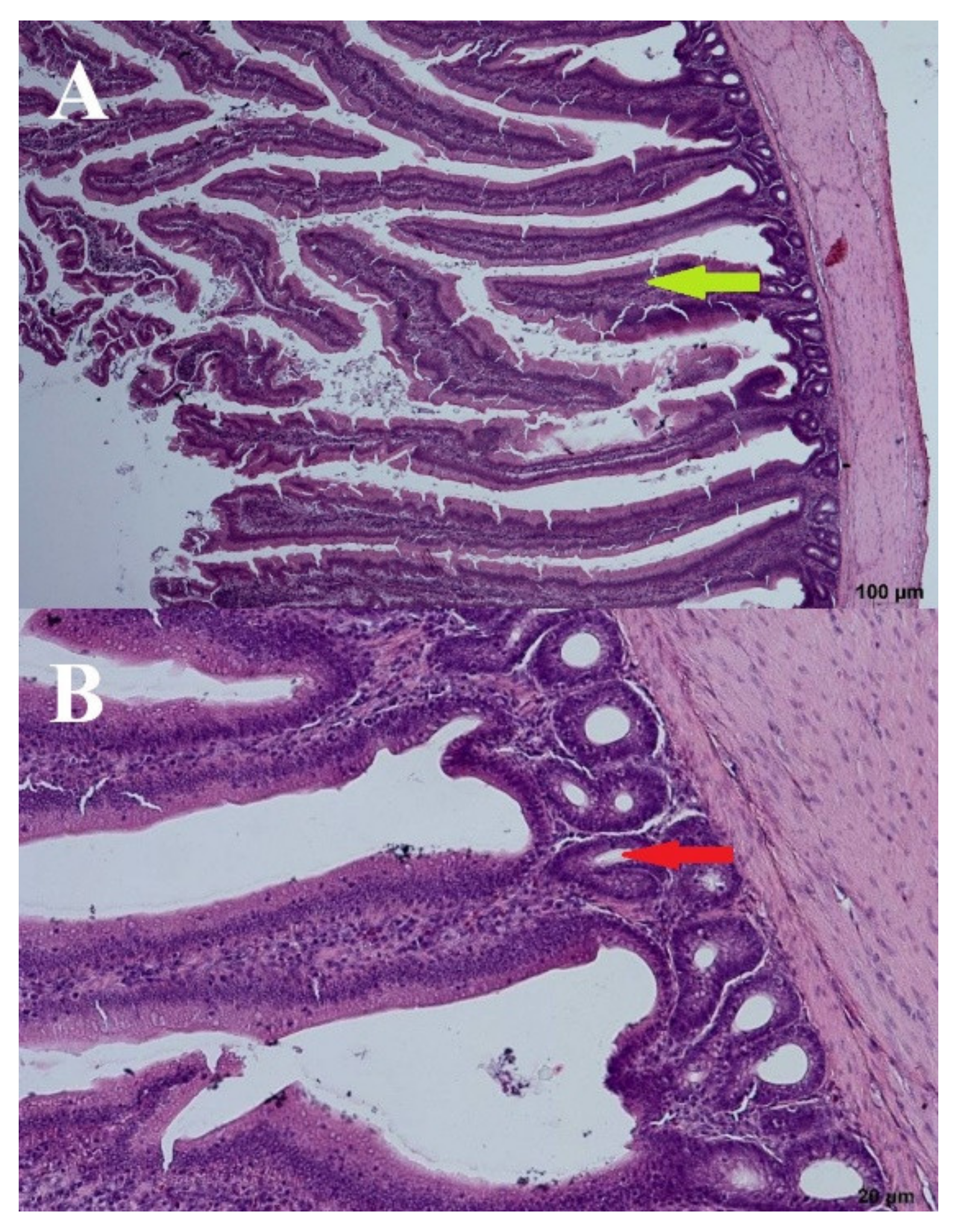 Microorganisms 09 00360 g007