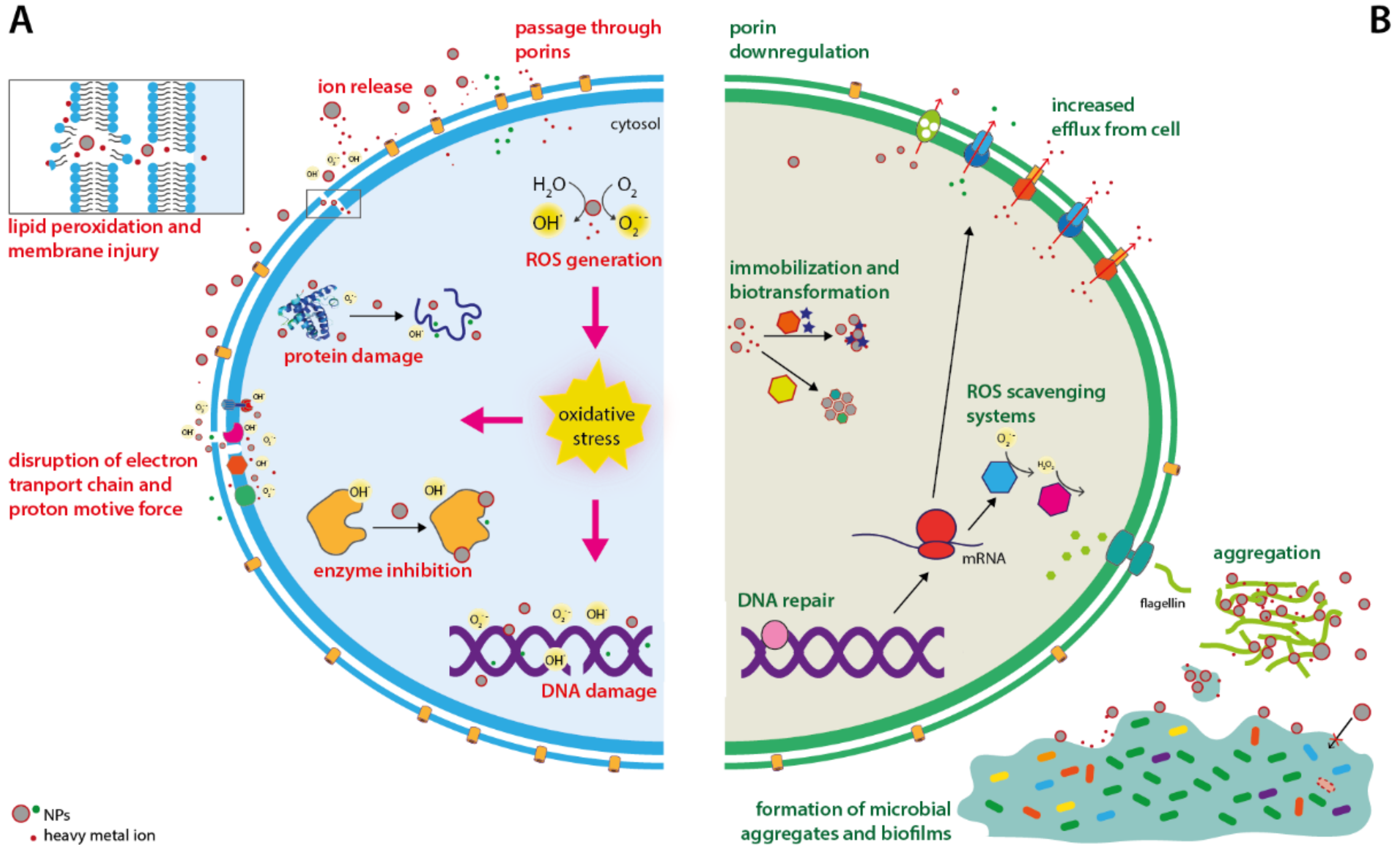 Microorganisms 09 00364 g001 Microorganisms 09 00364 g001