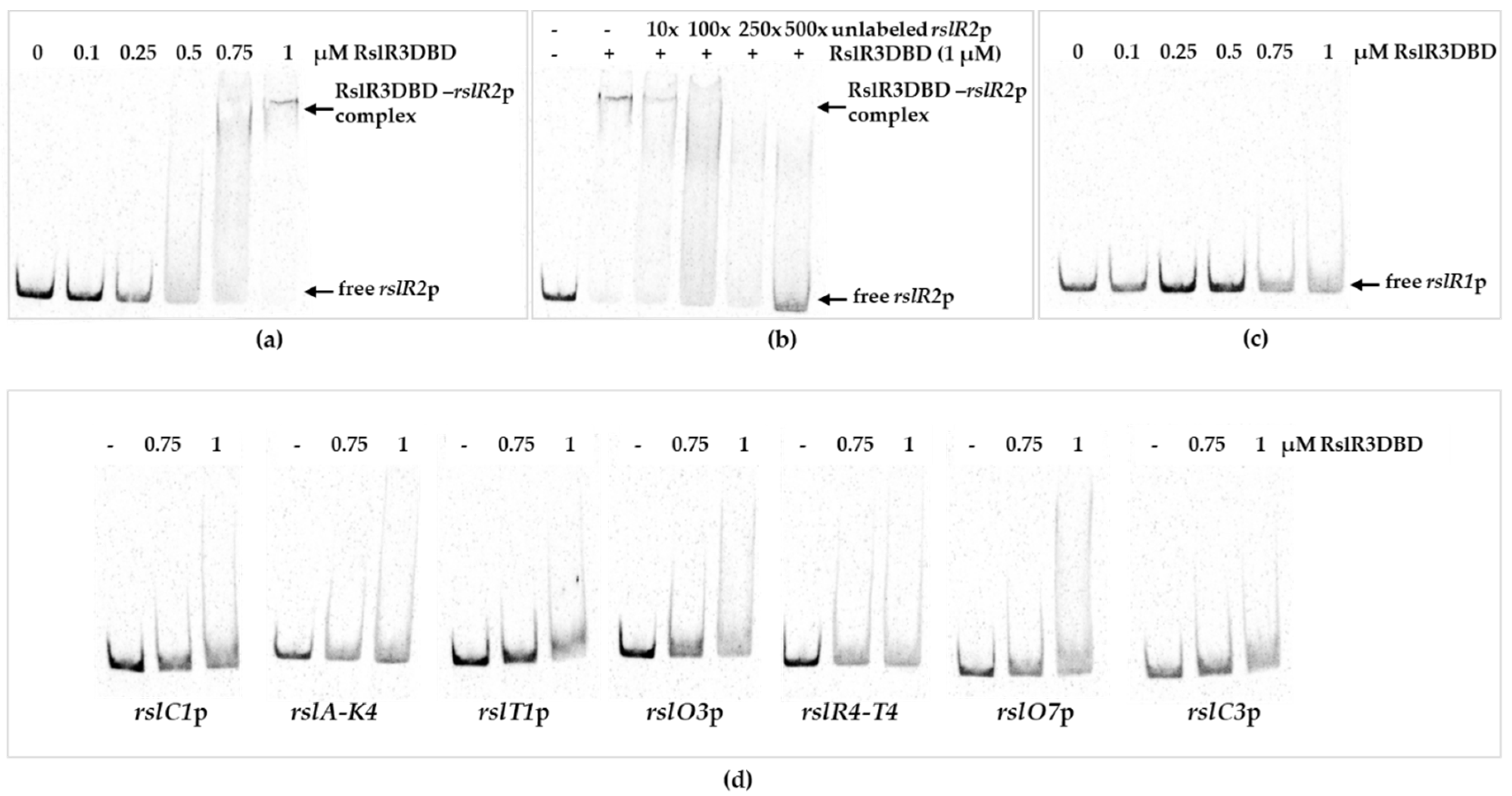 Microorganisms 09 00374 g004