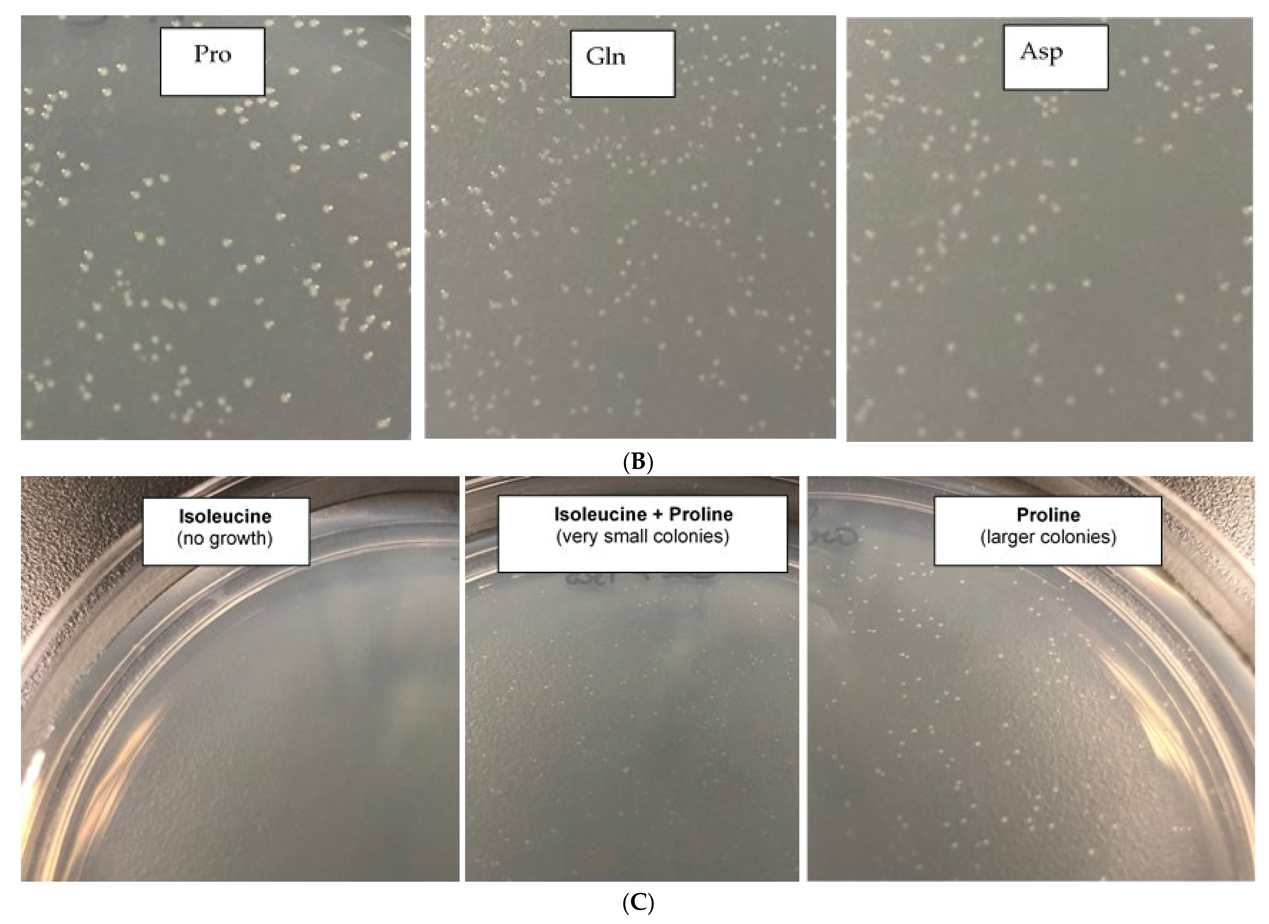 Microorganisms 09 00384 g005b