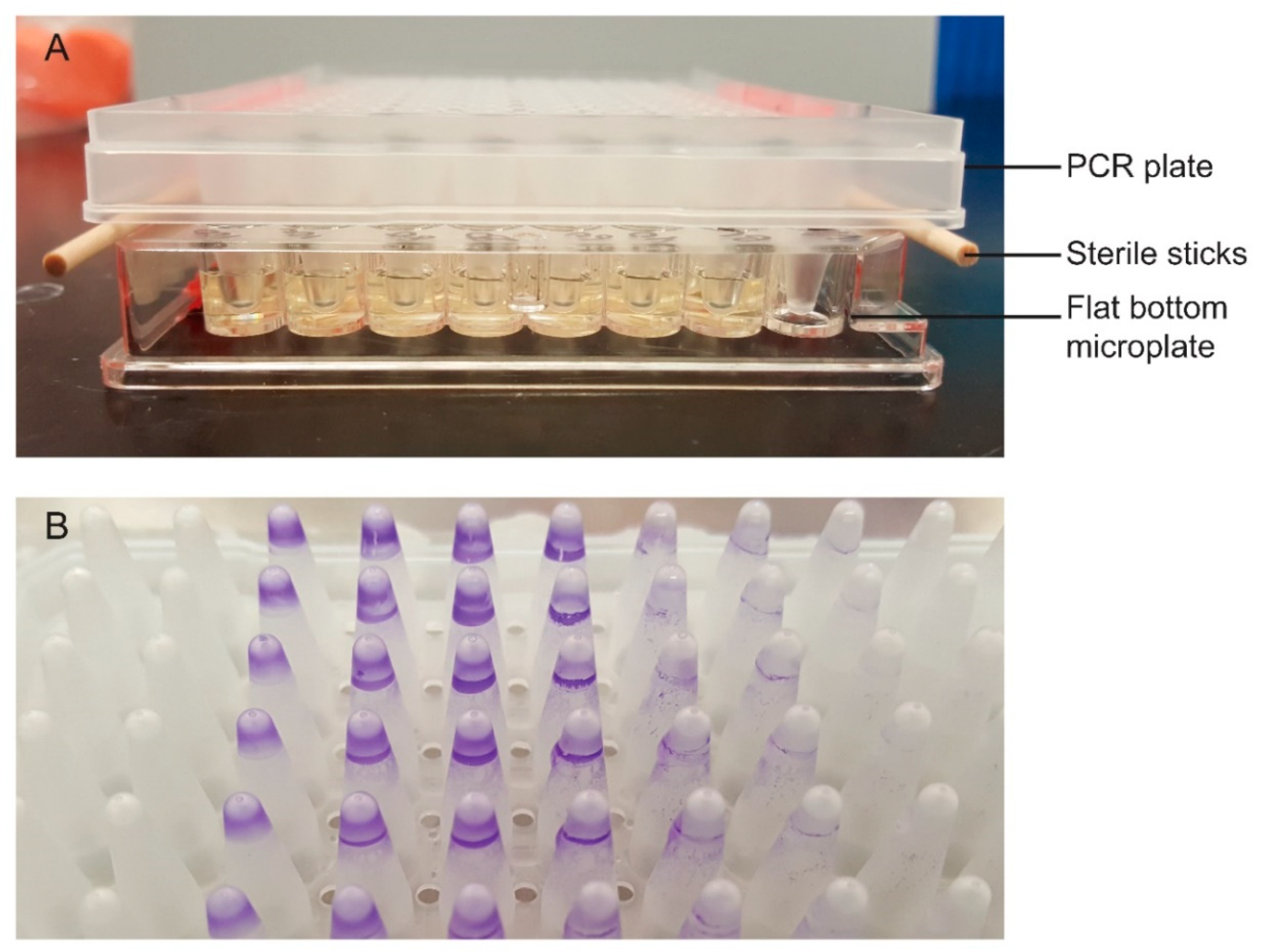 Microorganisms 09 00403 g001