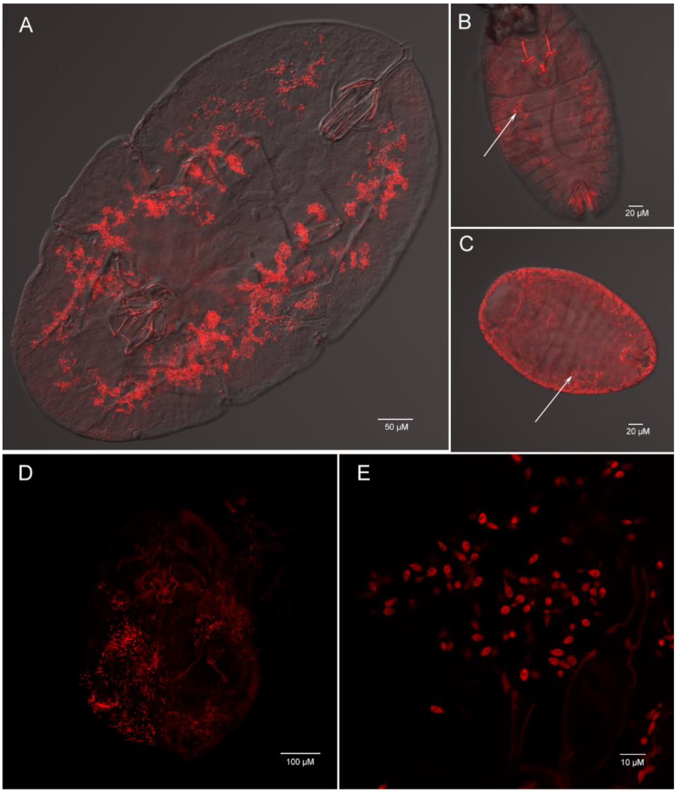 Microorganisms 09 00404 g008