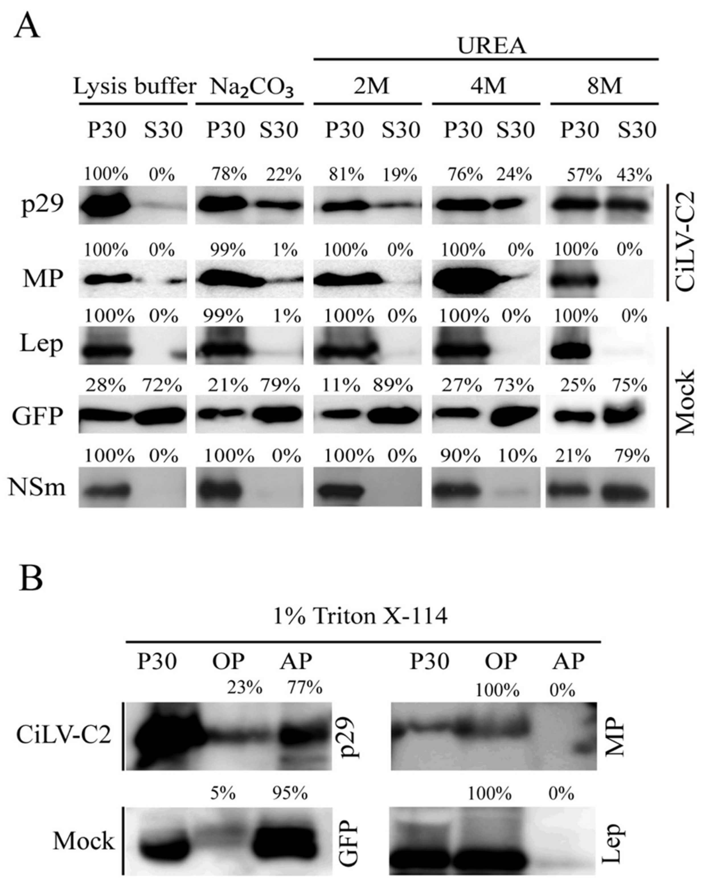 Microorganisms 09 00418 g002