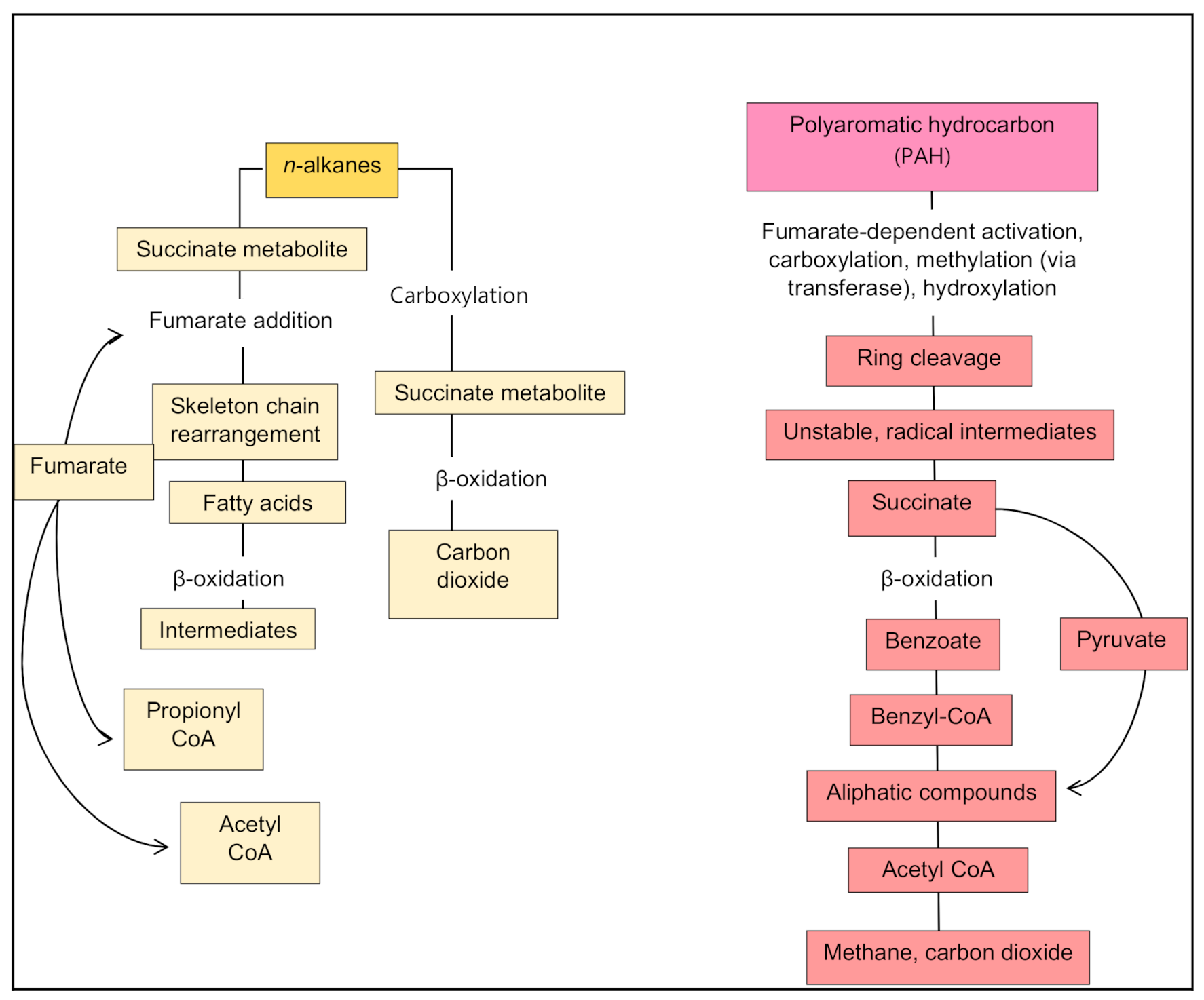 Microorganisms 09 00419 g005