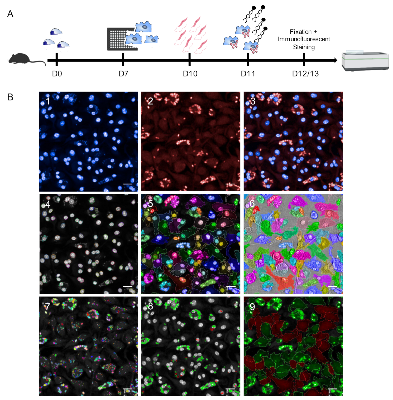 Microorganisms 09 00422 g001