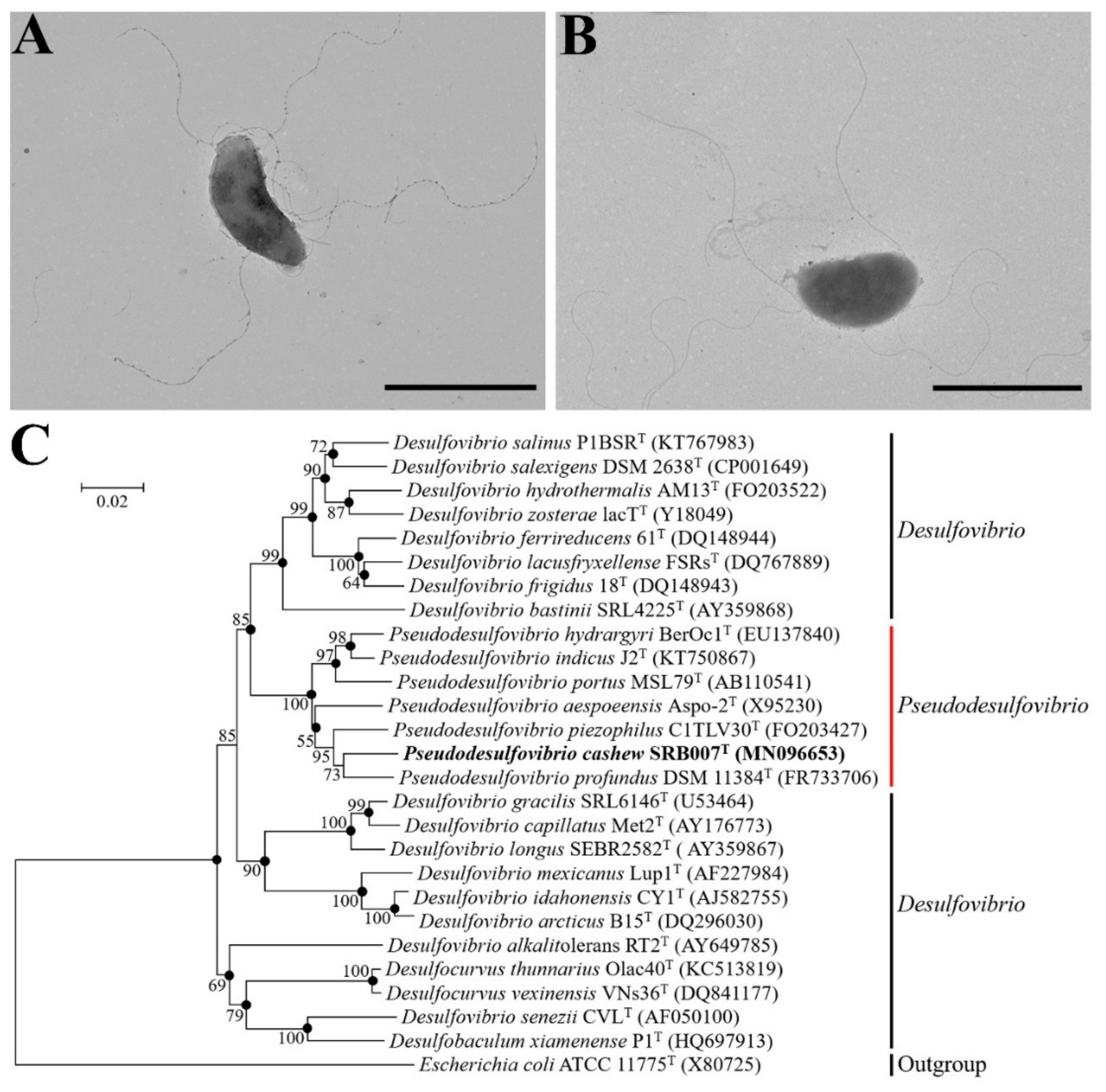 Microorganisms 09 00429 g001