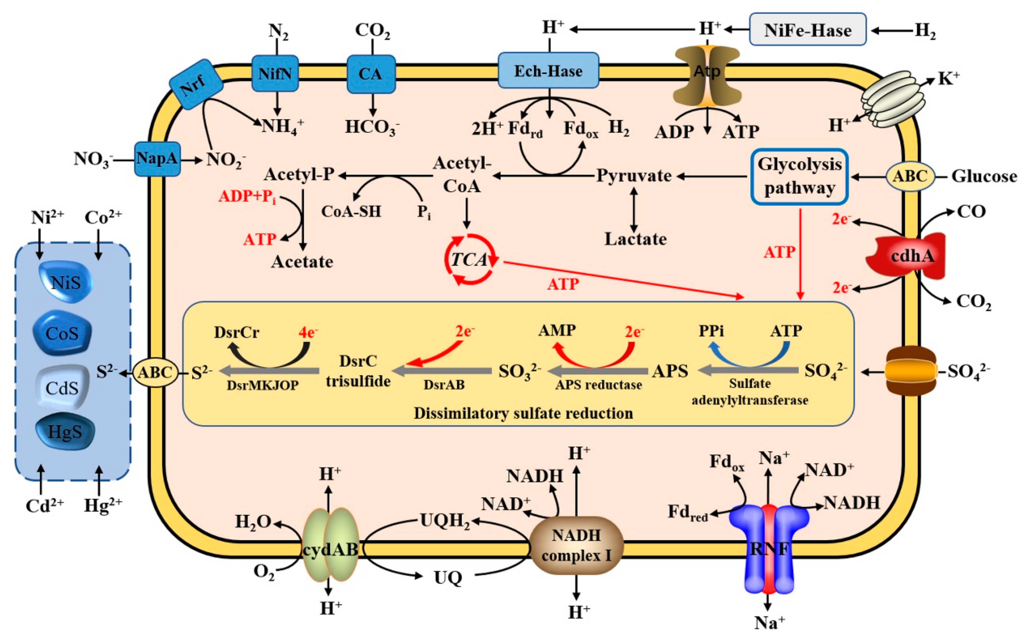 Microorganisms 09 00429 g006