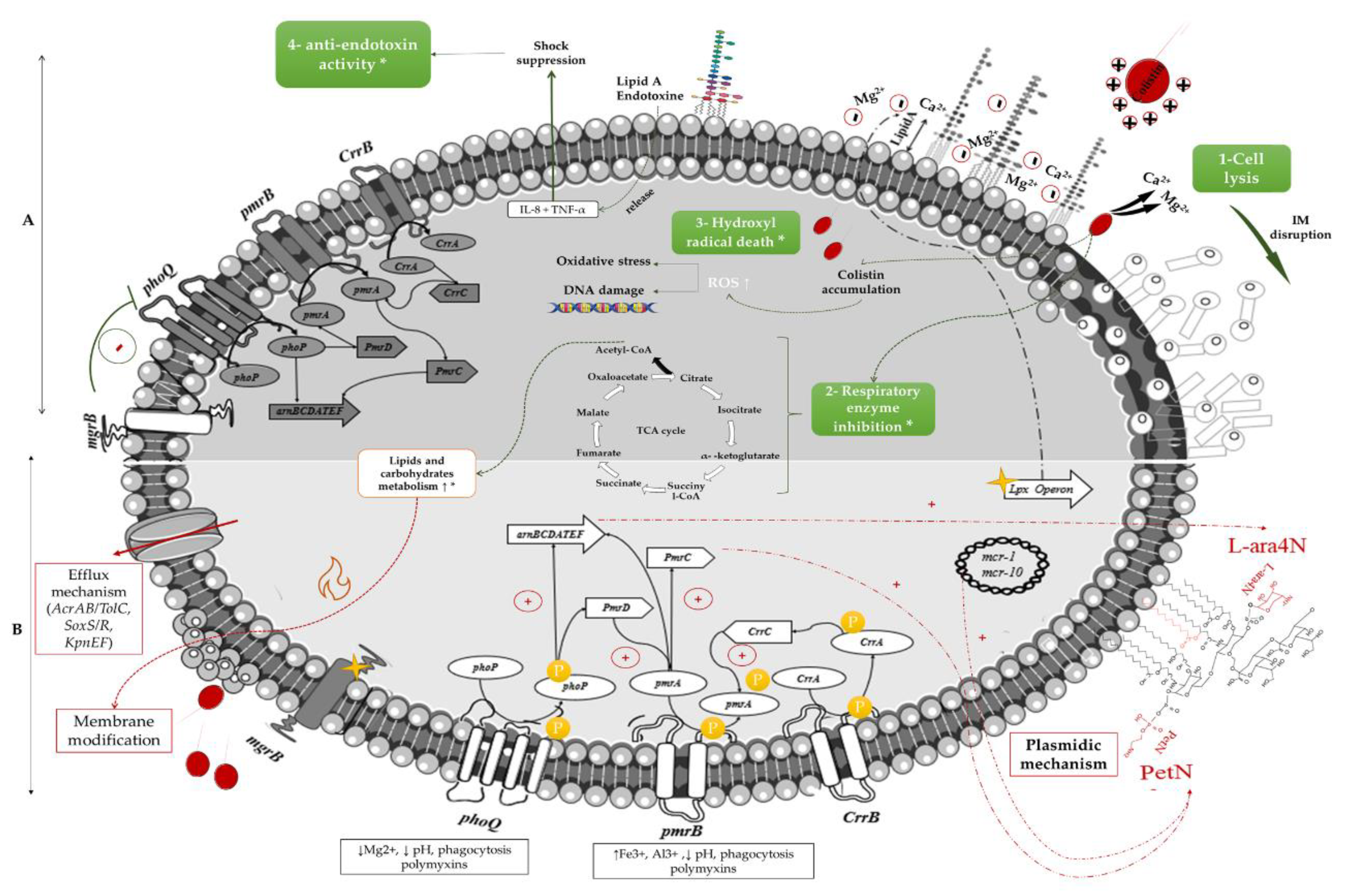 Microorganisms 09 00442 g001