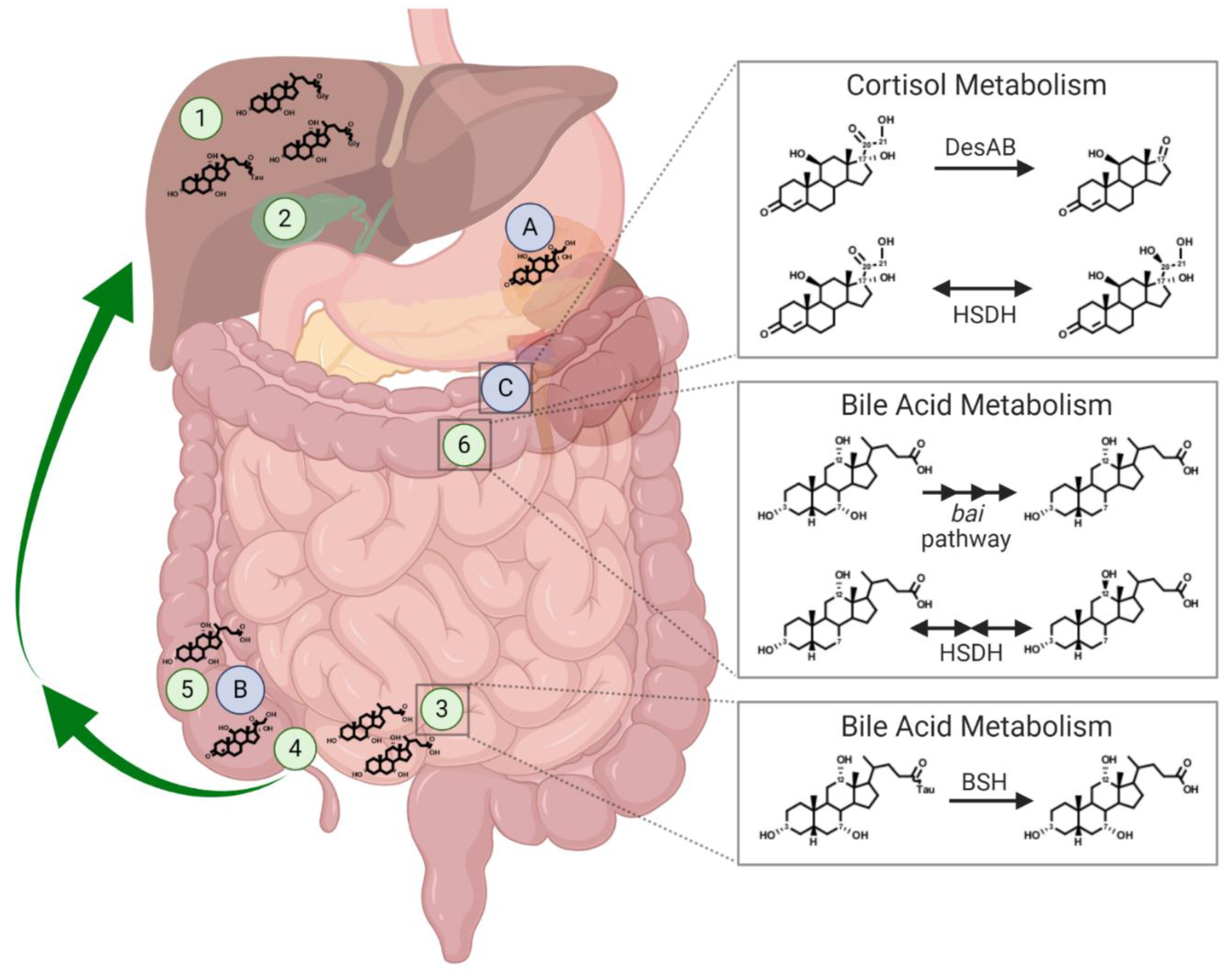 Microorganisms 09 00469 g002