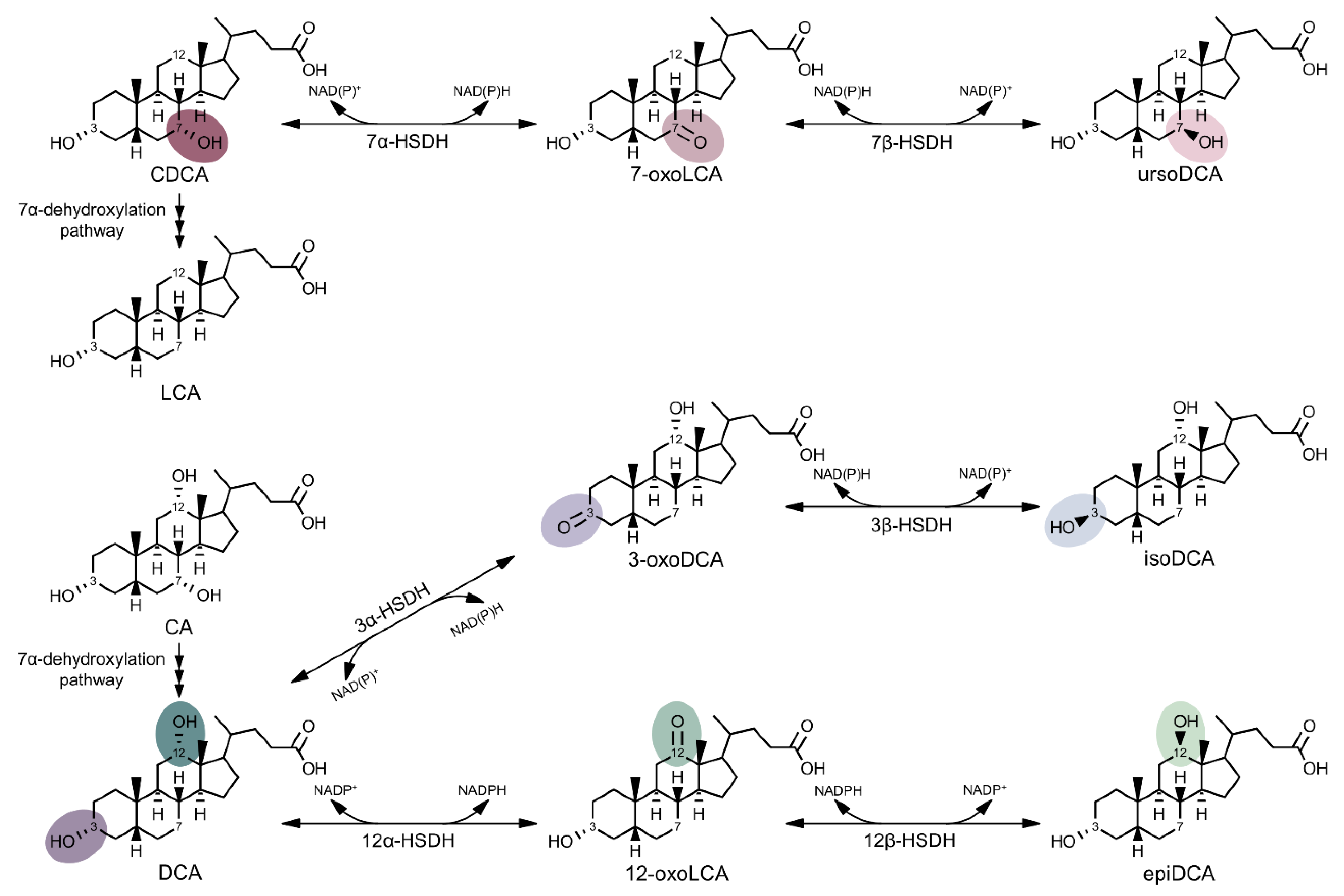 Microorganisms 09 00469 g003