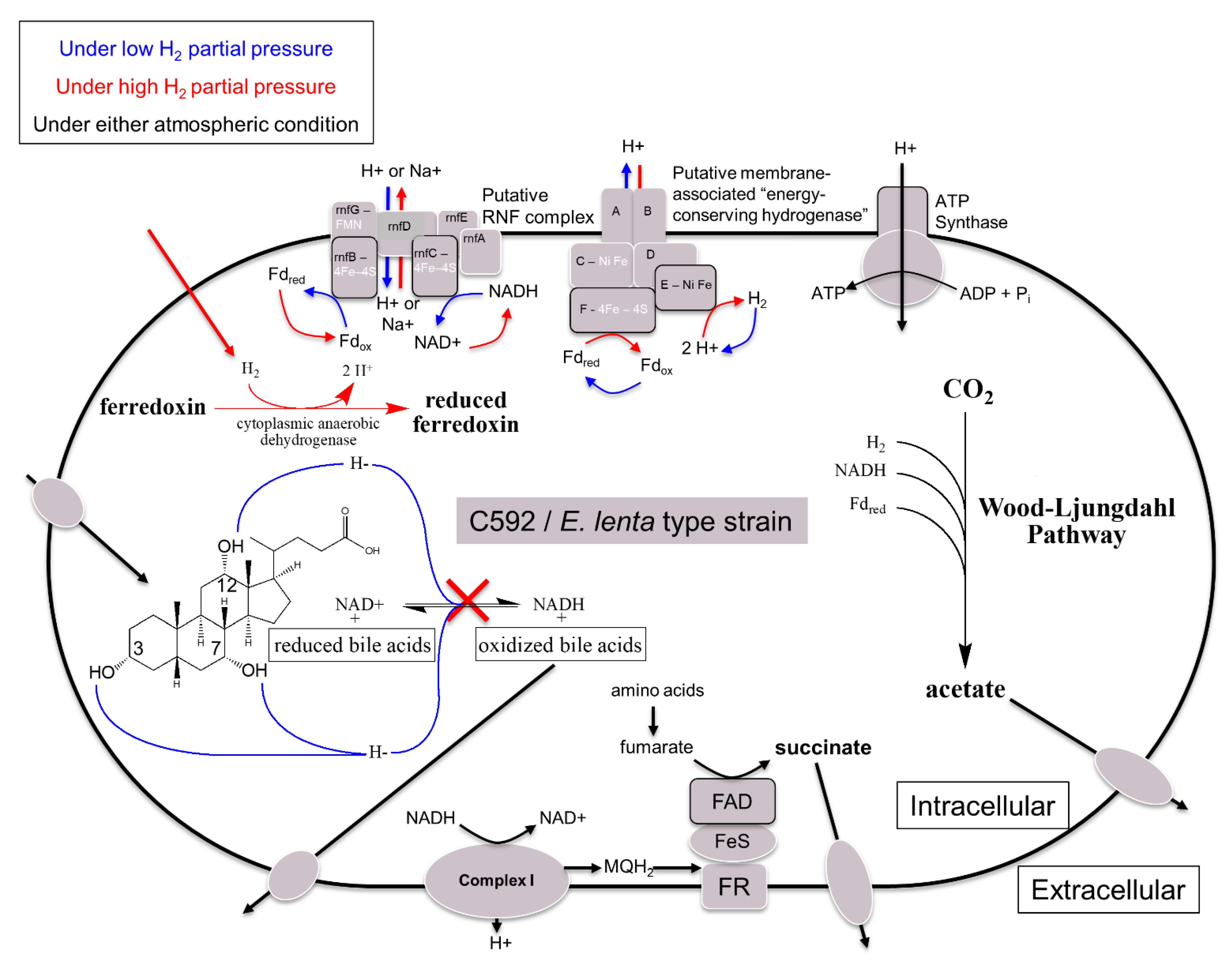 Microorganisms 09 00469 g004