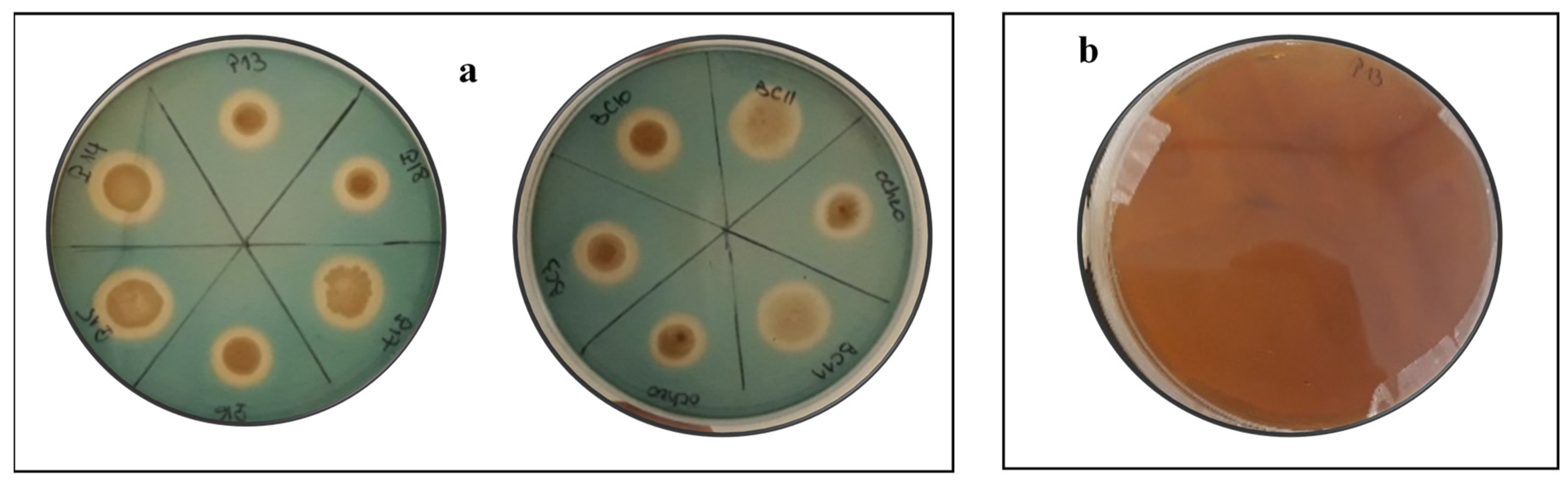 Microorganisms 09 00470 g004