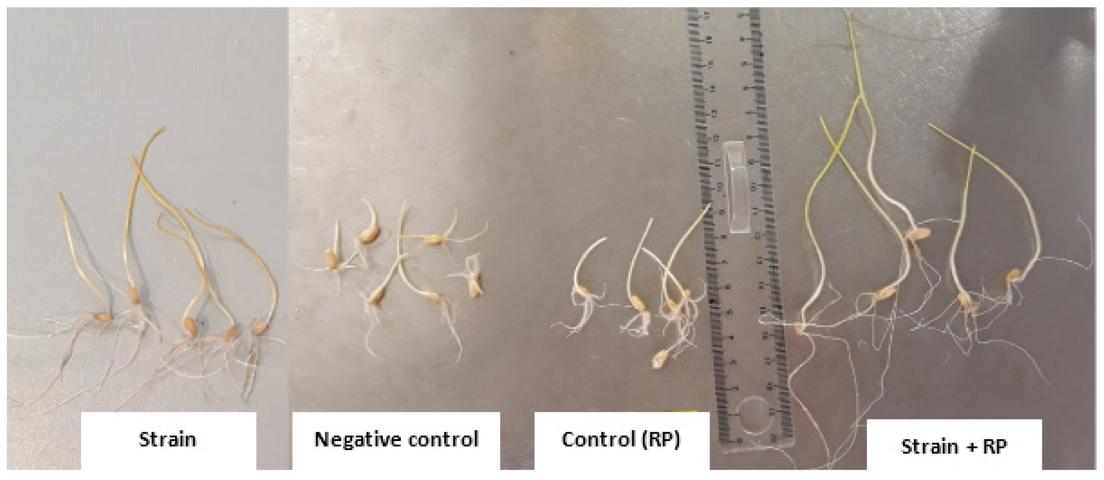 Microorganisms 09 00470 g006
