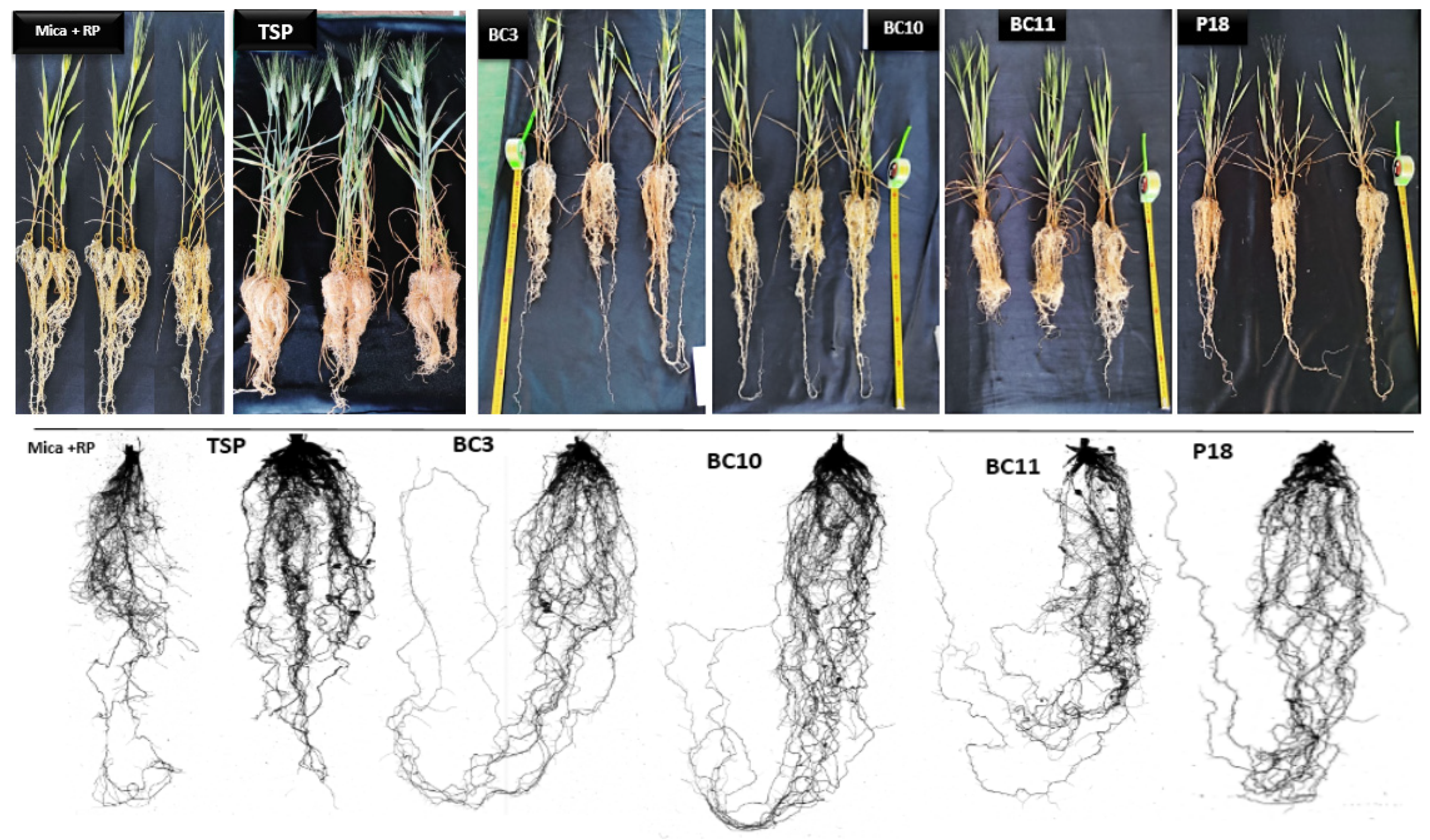 Microorganisms 09 00470 g007
