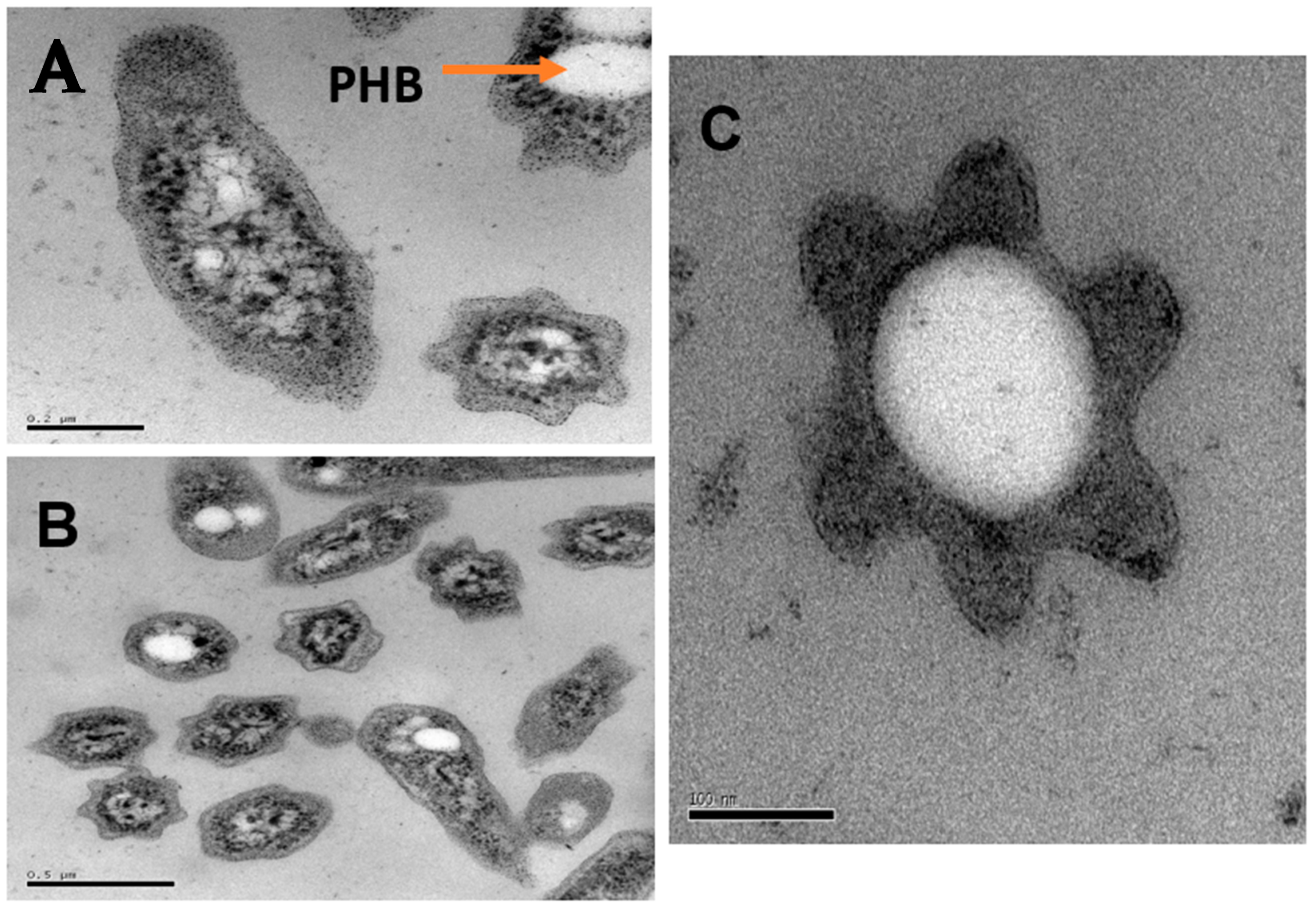 Microorganisms 09 00477 g001