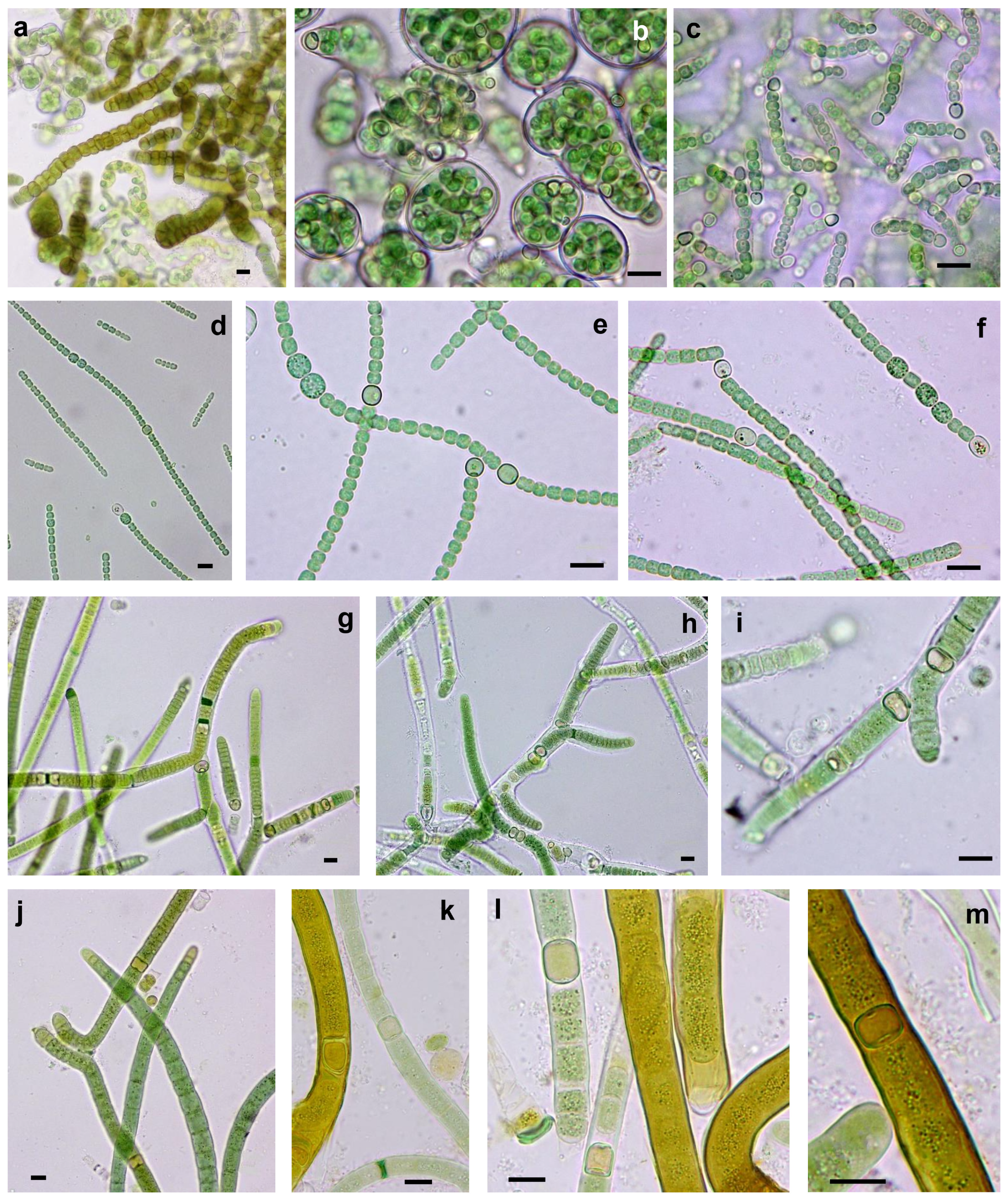 Microorganisms 09 00487 g005 Microorganisms 09 00487 g005