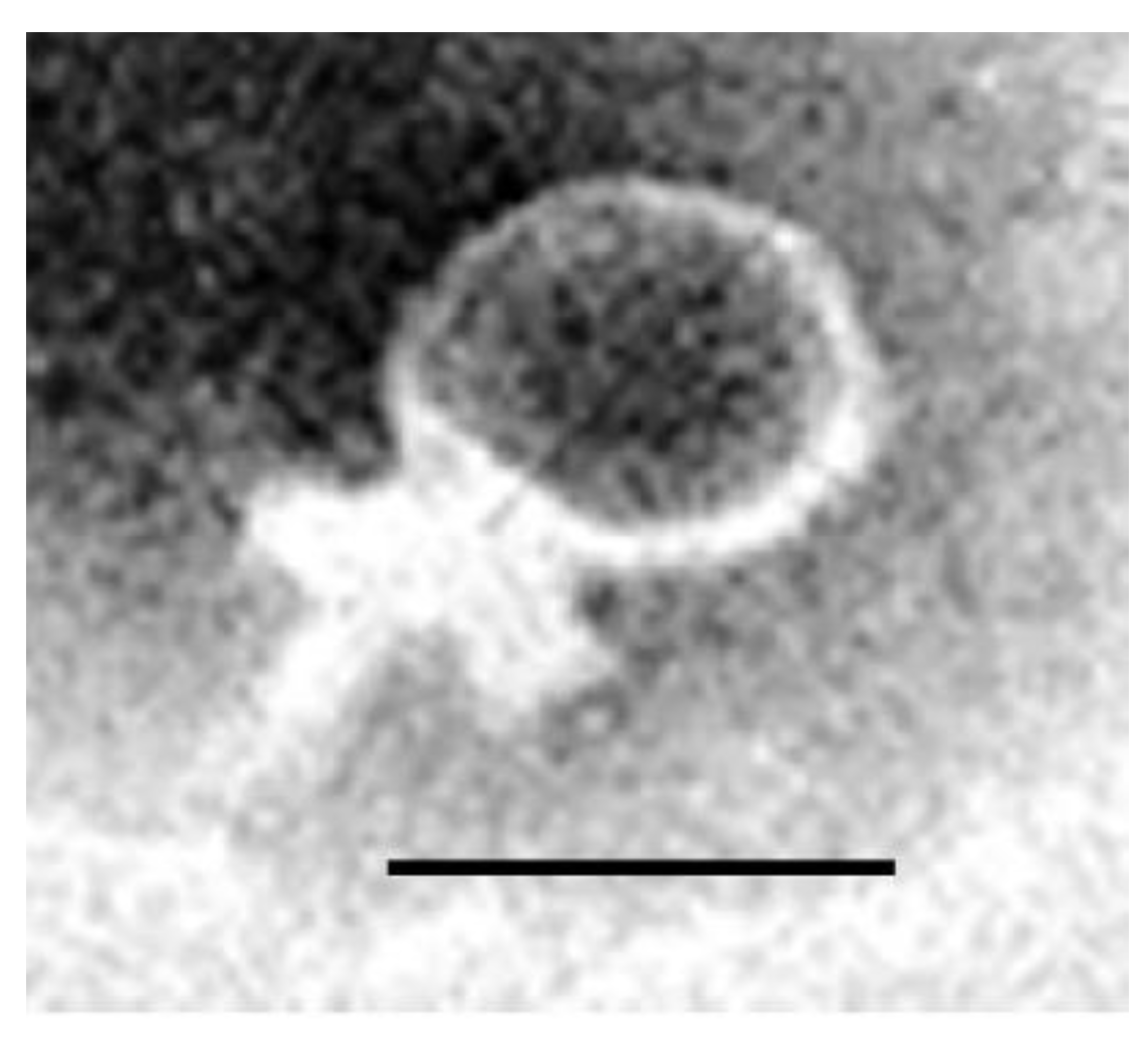 Microorganisms 09 00517 g002