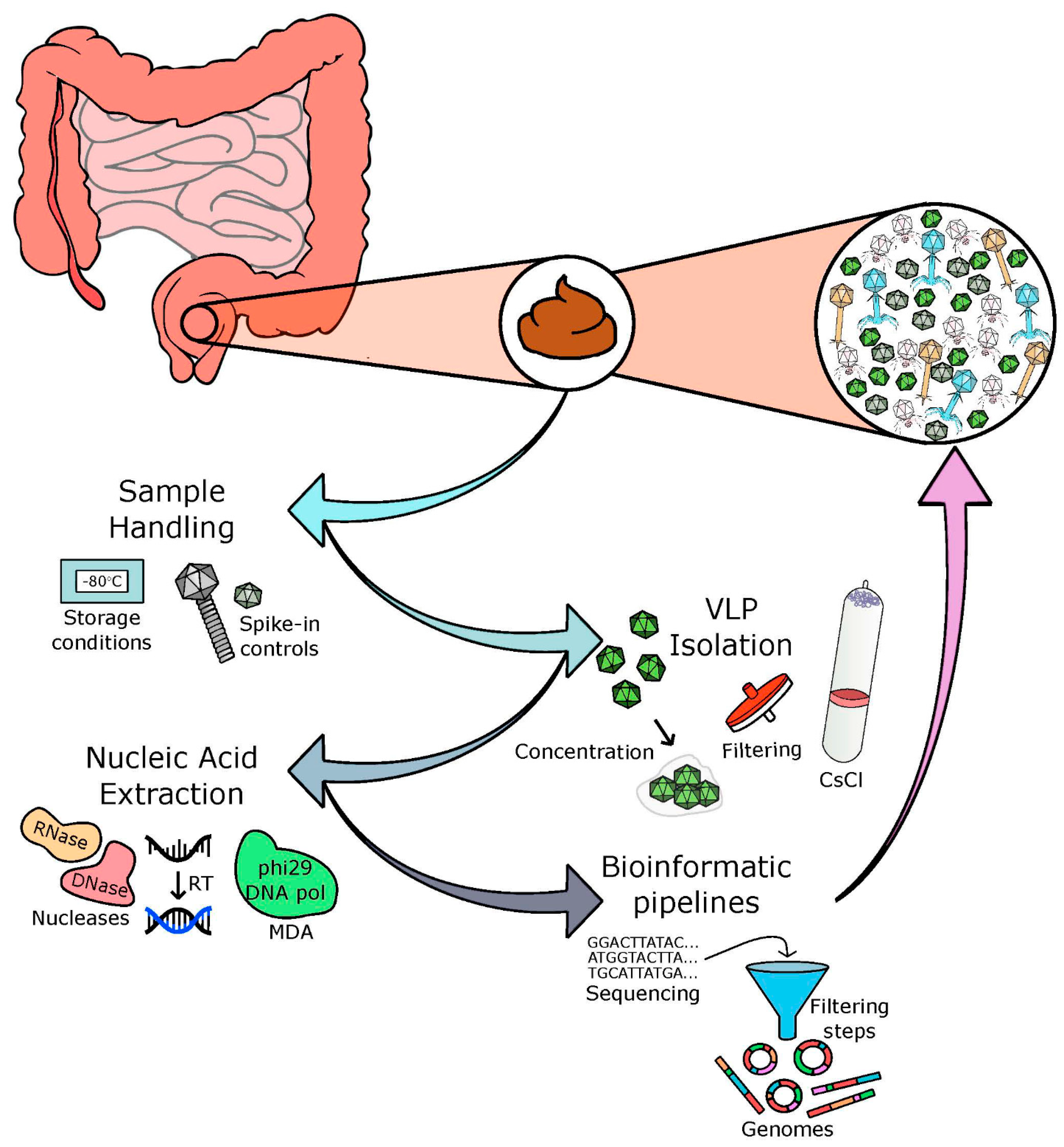 Microorganisms 09 00524 g001