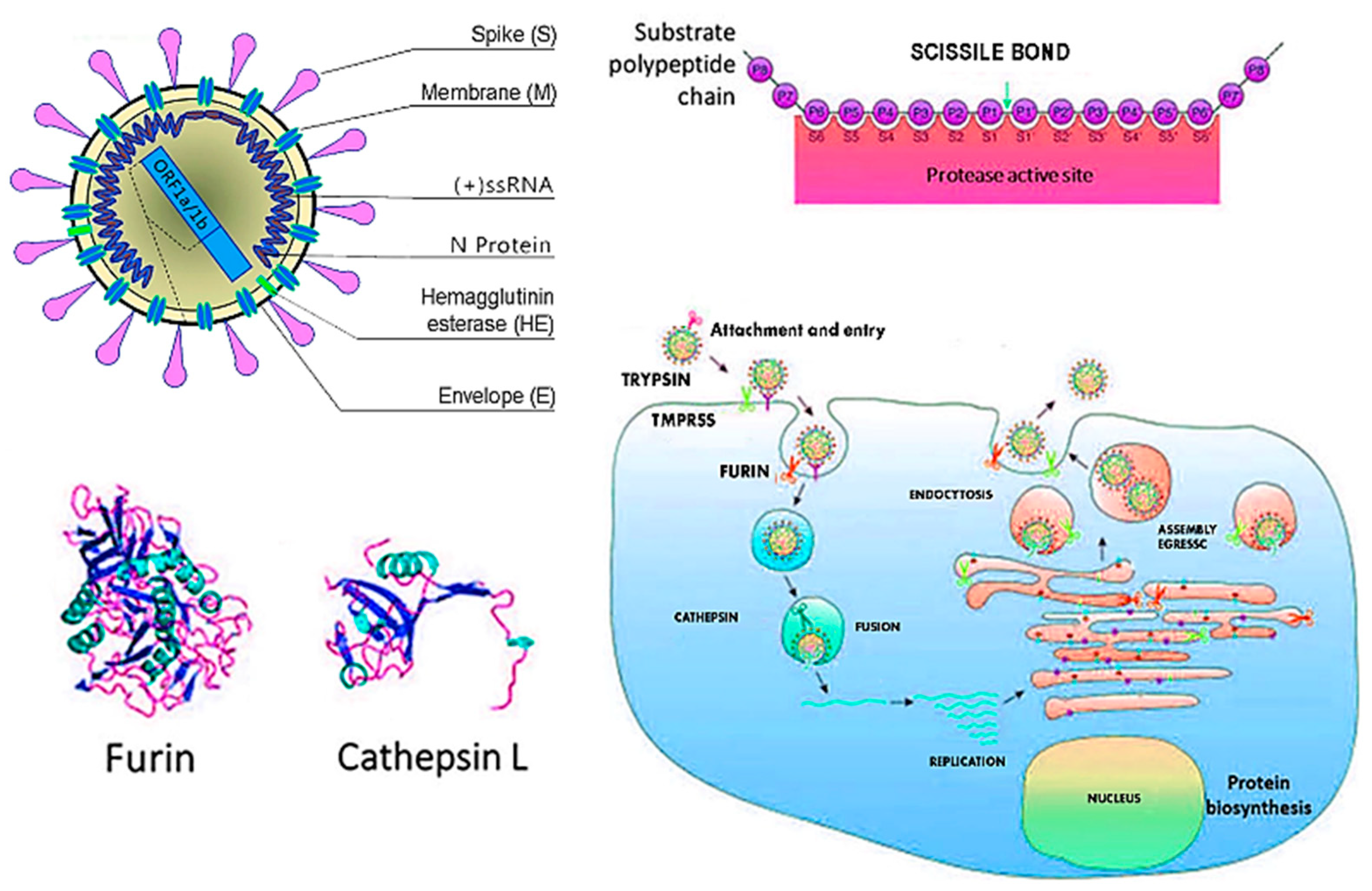 Microorganisms 09 00525 g005 Microorganisms 09 00525 g005