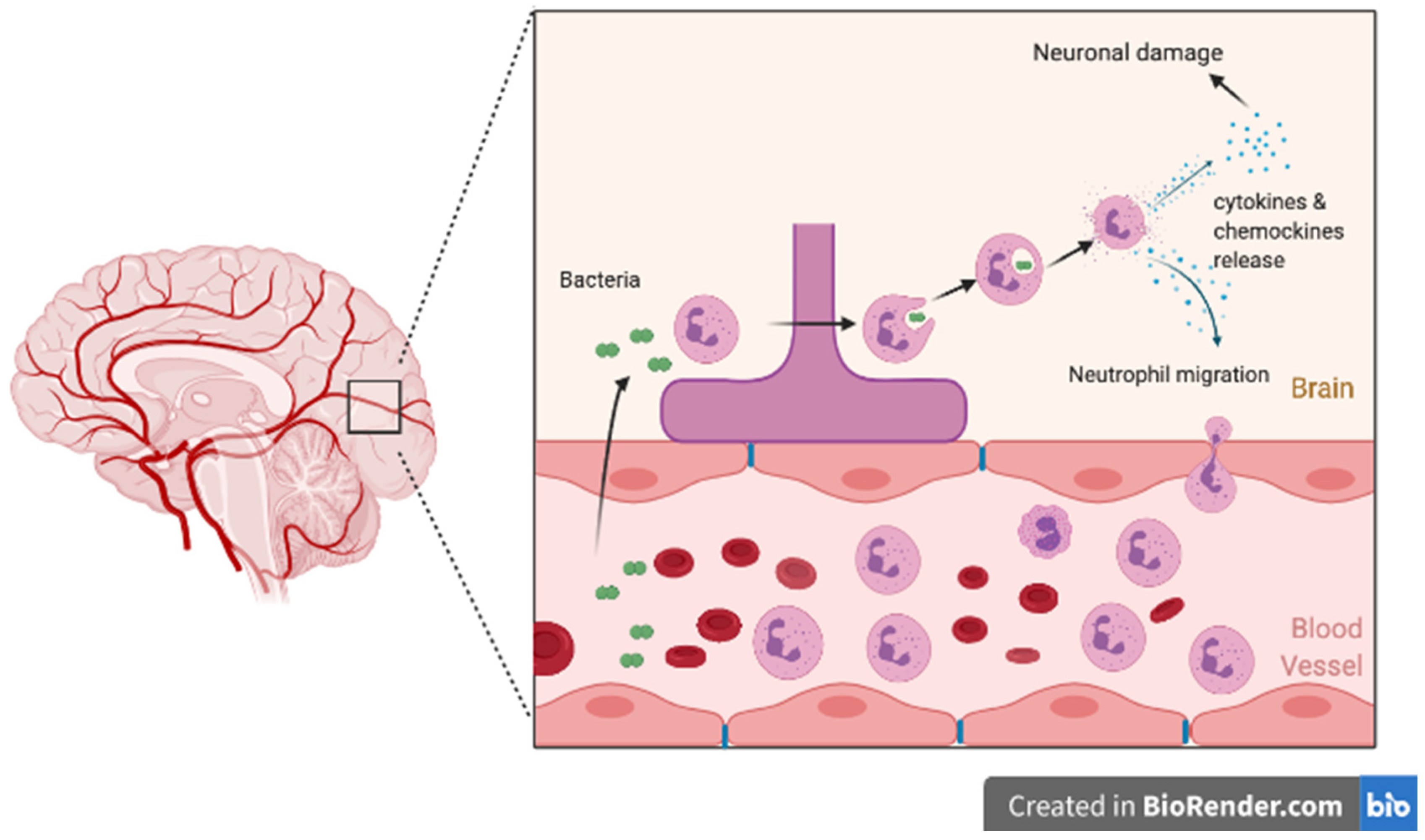 Microorganisms 09 00535 g001
