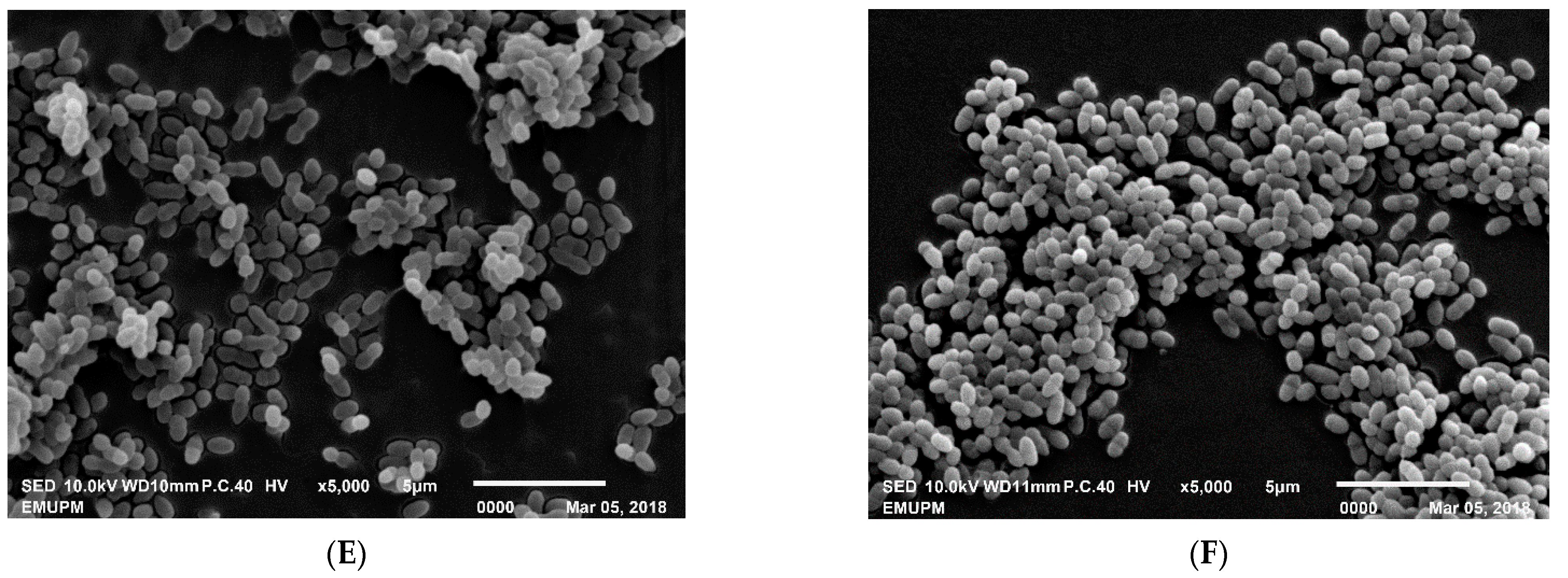 Microorganisms 09 00579 g008b