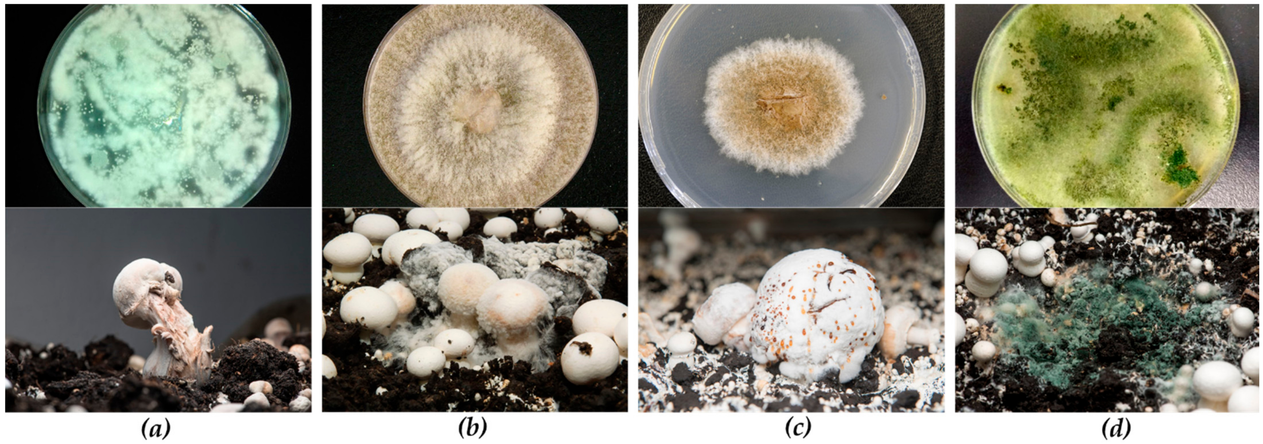 Microorganisms 09 00585 g001