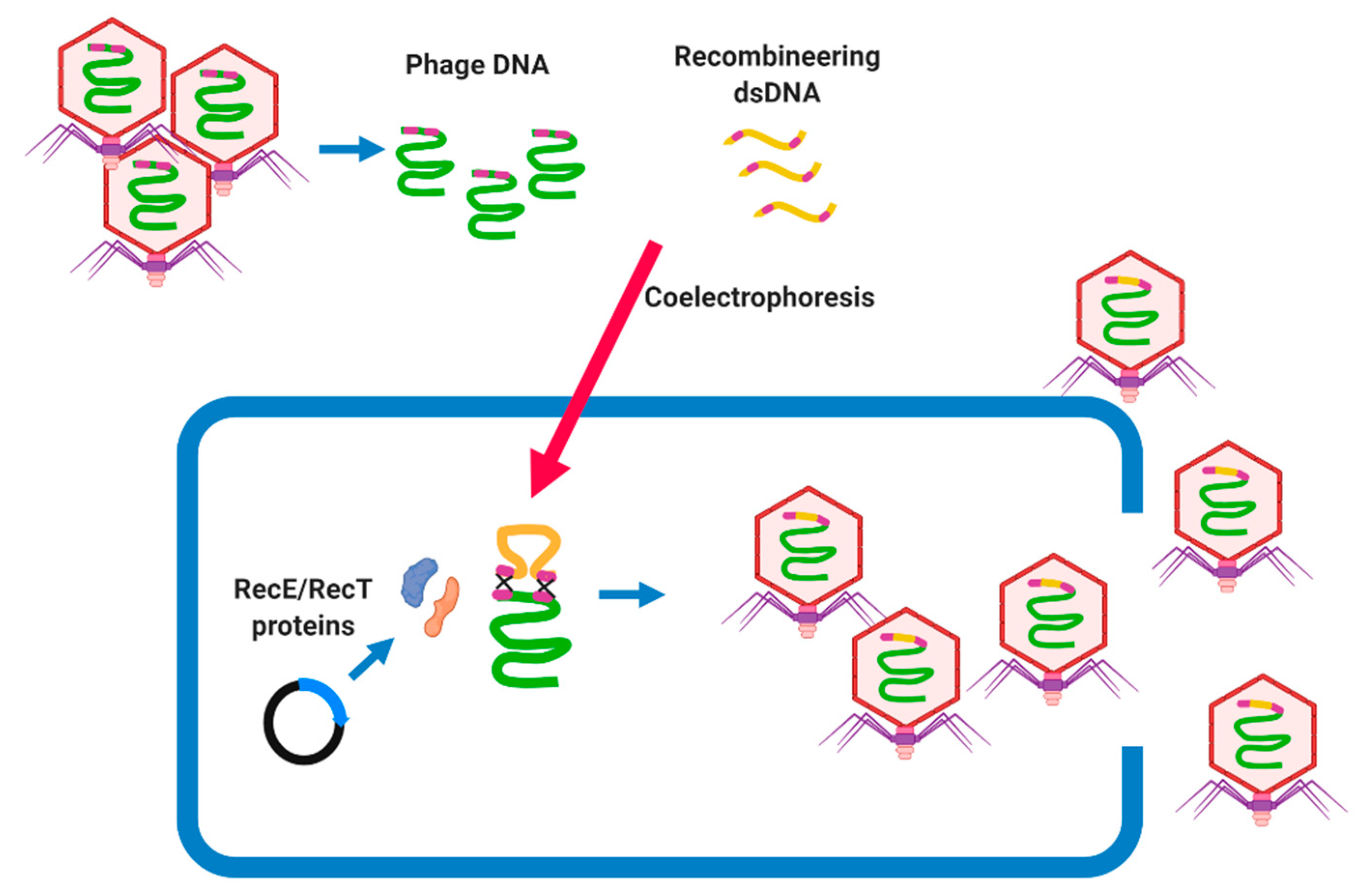 Microorganisms 09 00596 g003