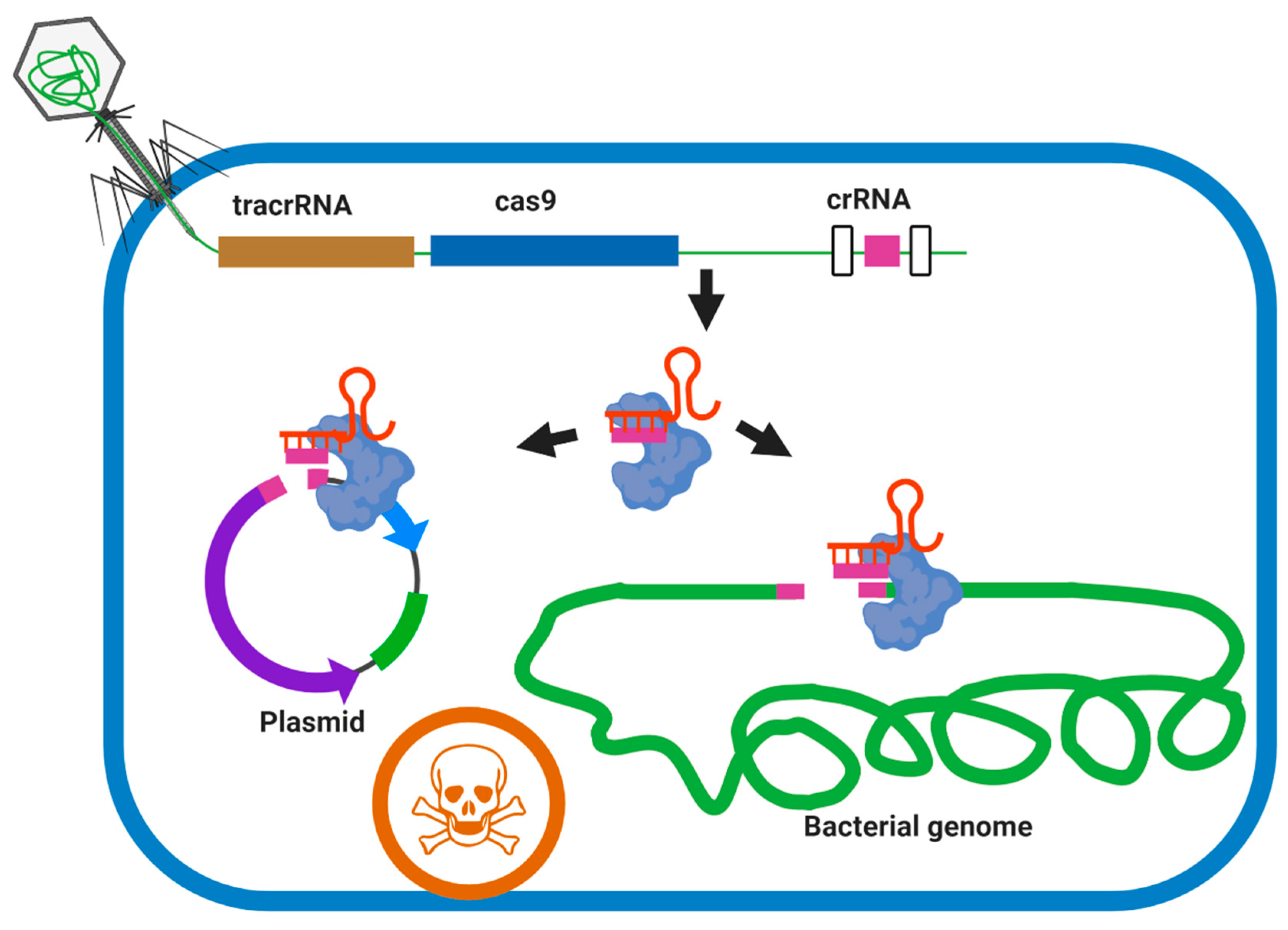 Microorganisms 09 00596 g005