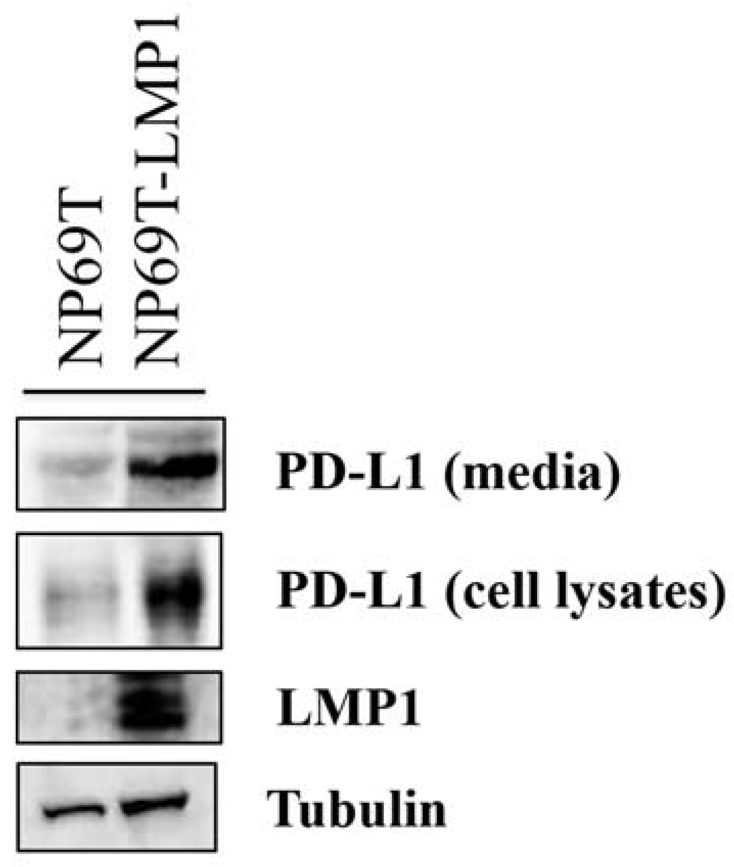 Microorganisms 09 00603 g001