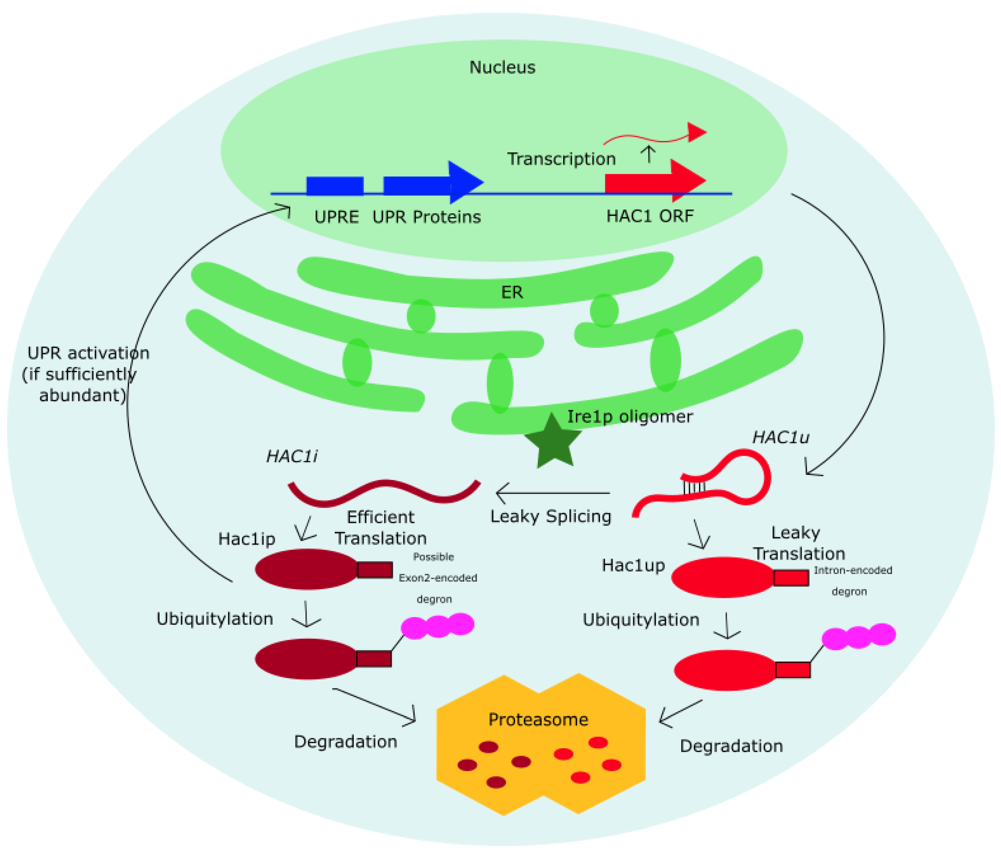 Microorganisms 09 00620 g007