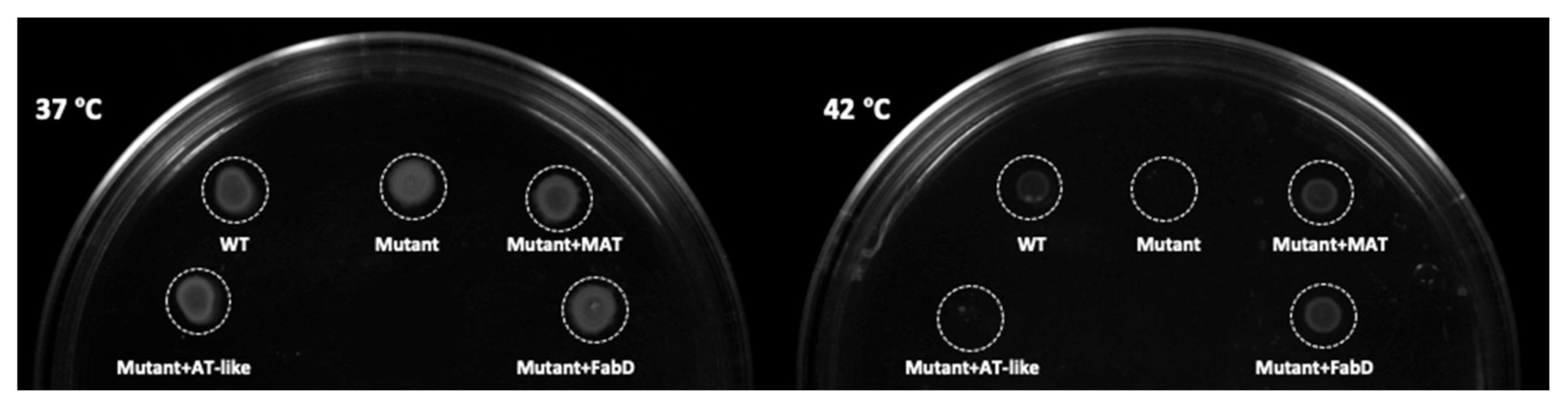 Microorganisms 09 00626 g002 Microorganisms 09 00626 g002