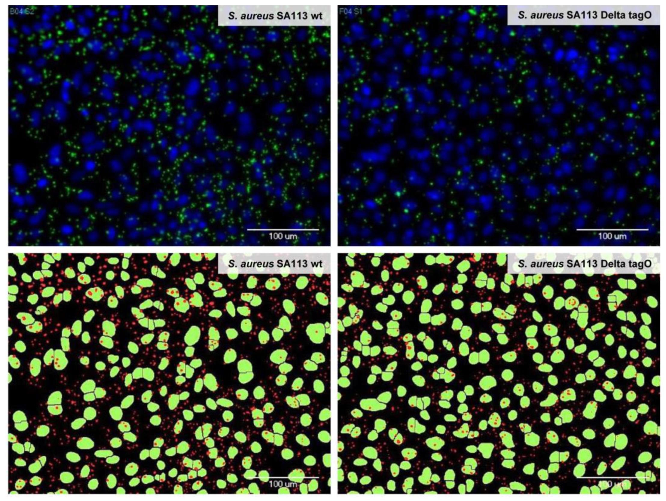 Microorganisms 09 00631 g001 Microorganisms 09 00631 g001