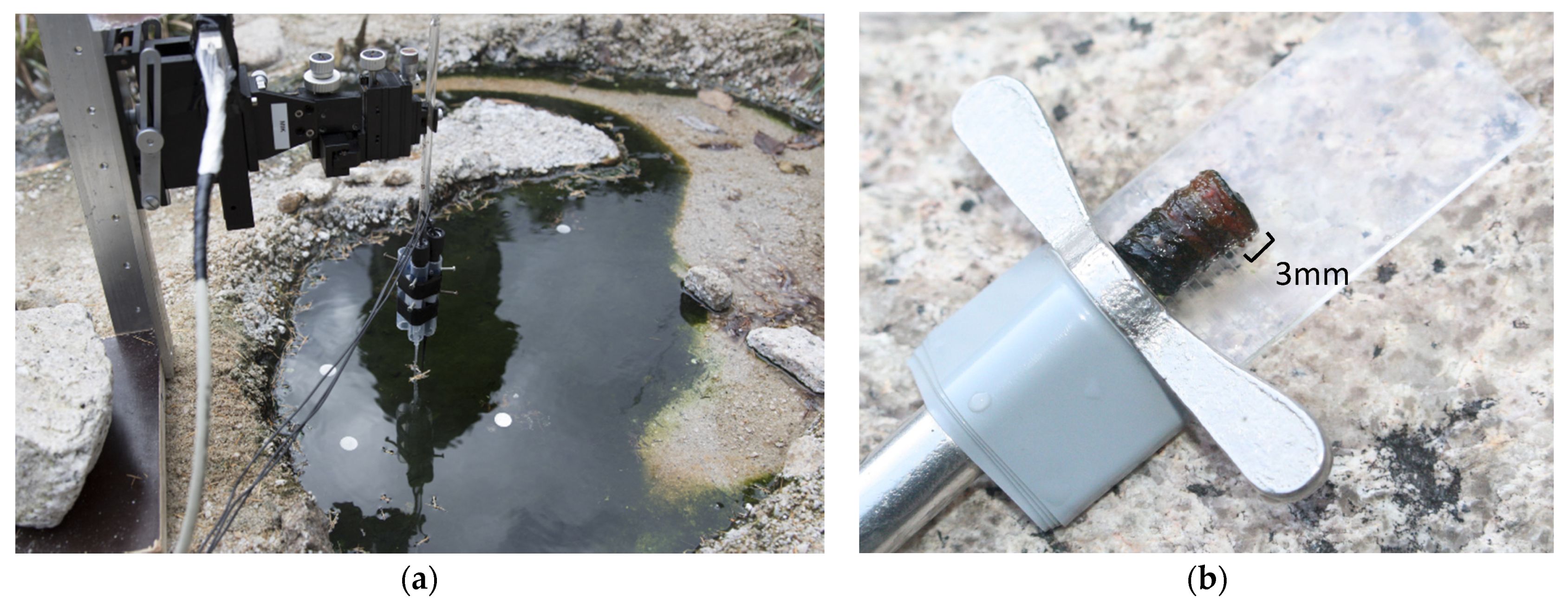 Microorganisms 09 00652 g001