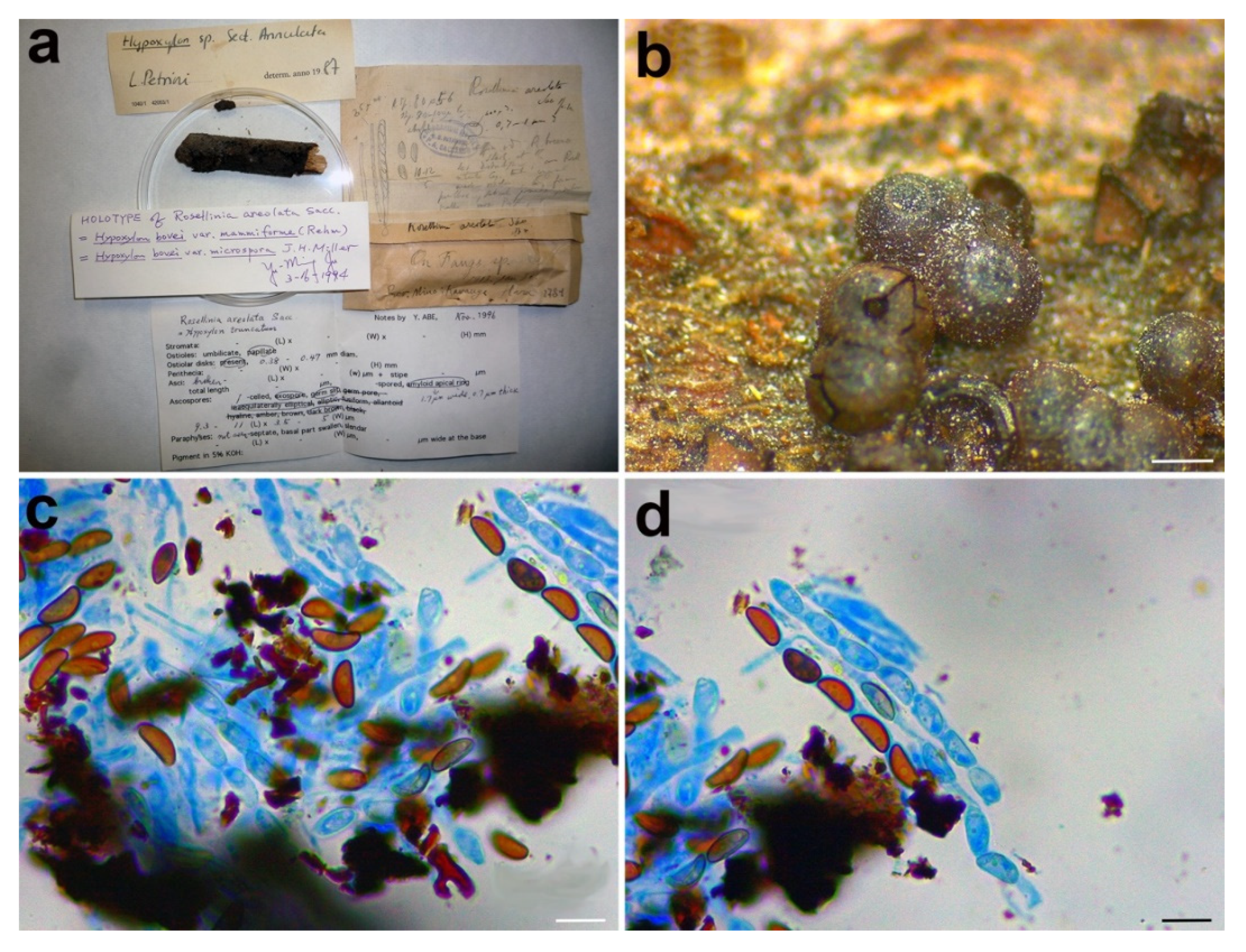 Microorganisms 09 00666 g005 Microorganisms 09 00666 g005