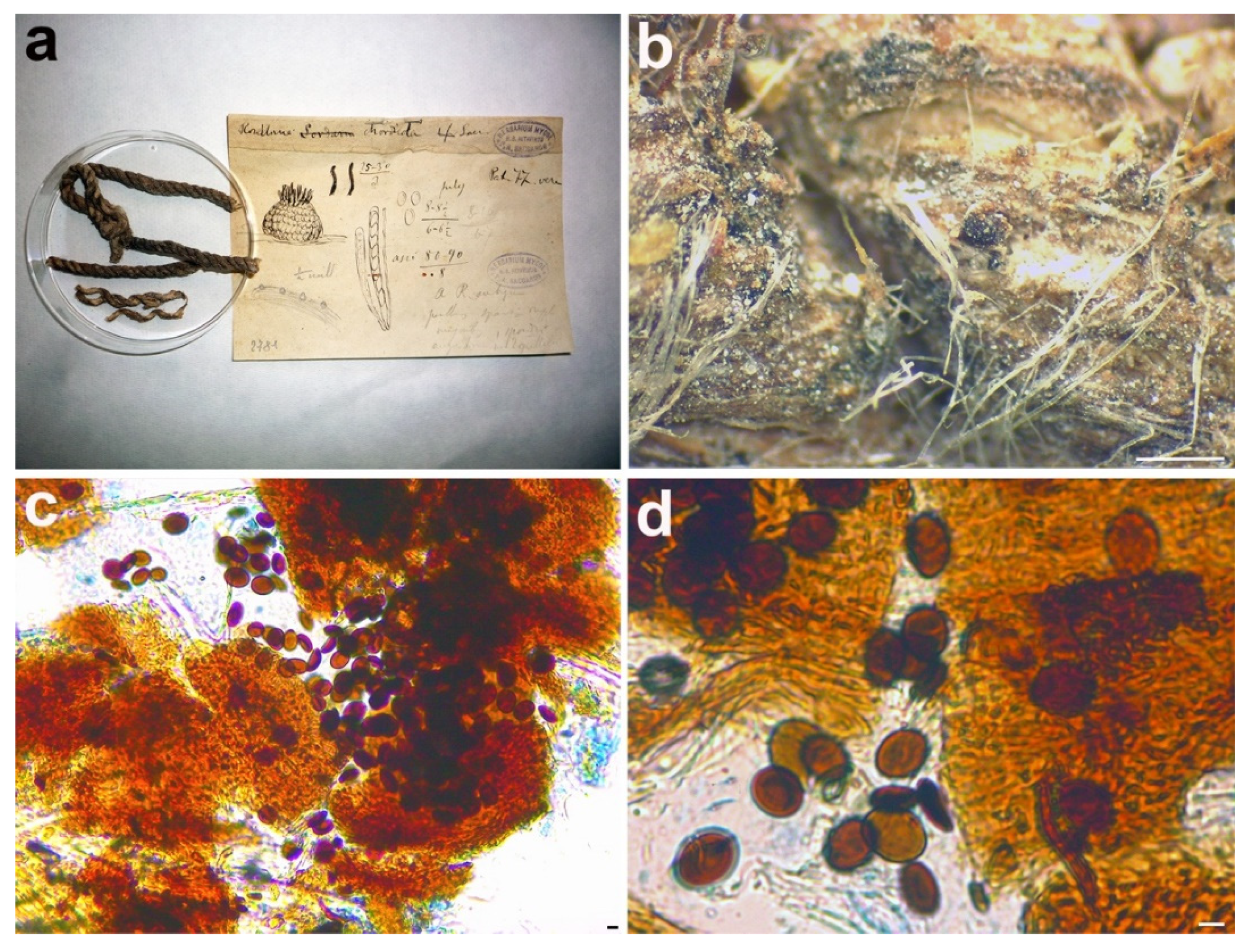 Microorganisms 09 00666 g007 Microorganisms 09 00666 g007