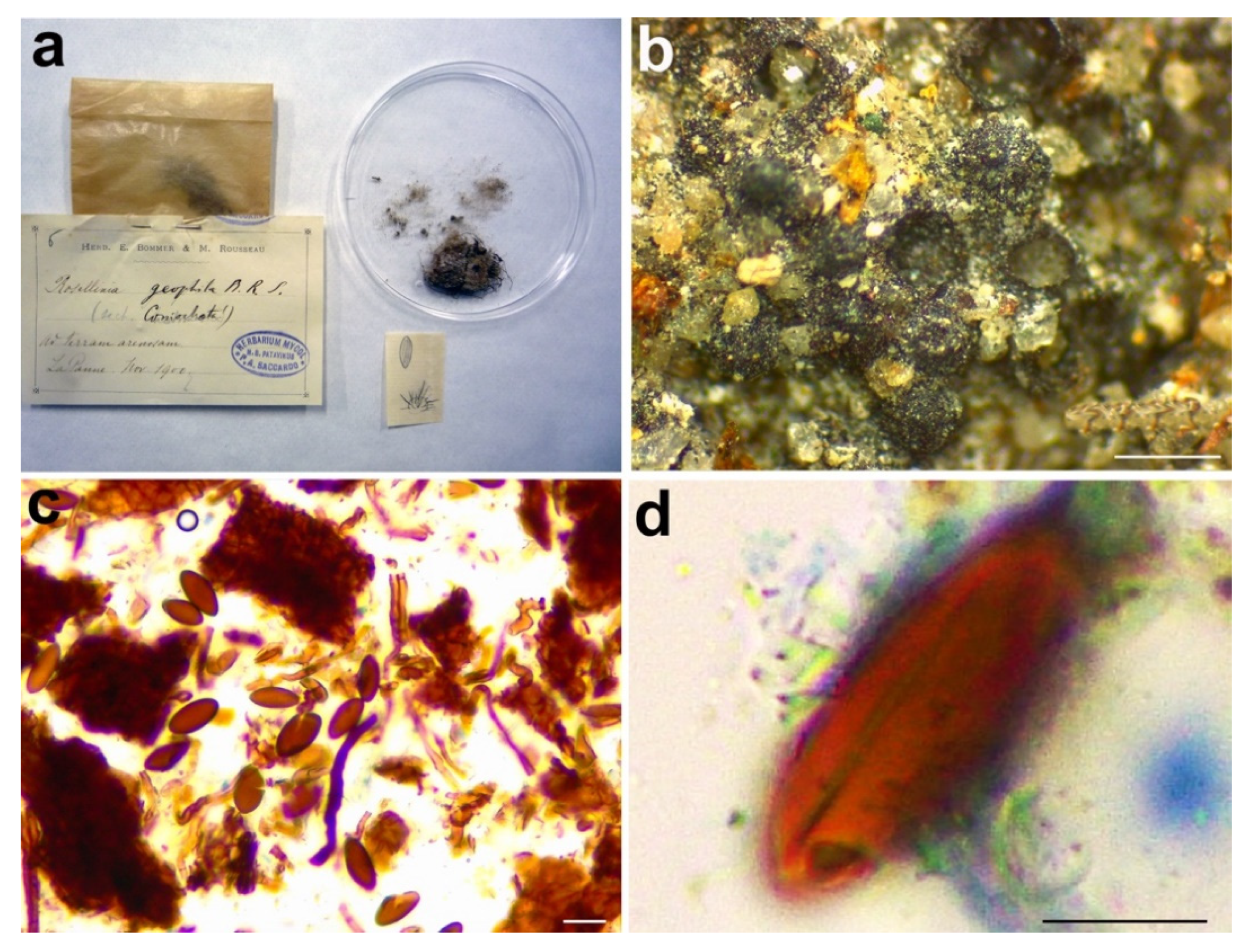Microorganisms 09 00666 g008 Microorganisms 09 00666 g008